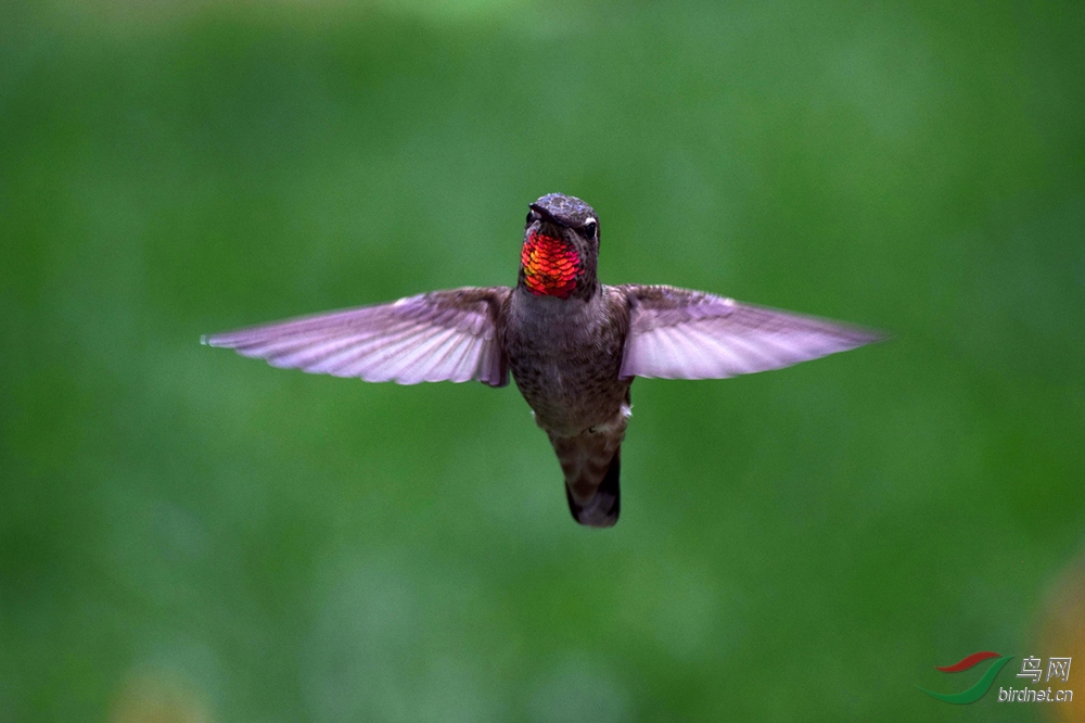 �����еĺ쾱����