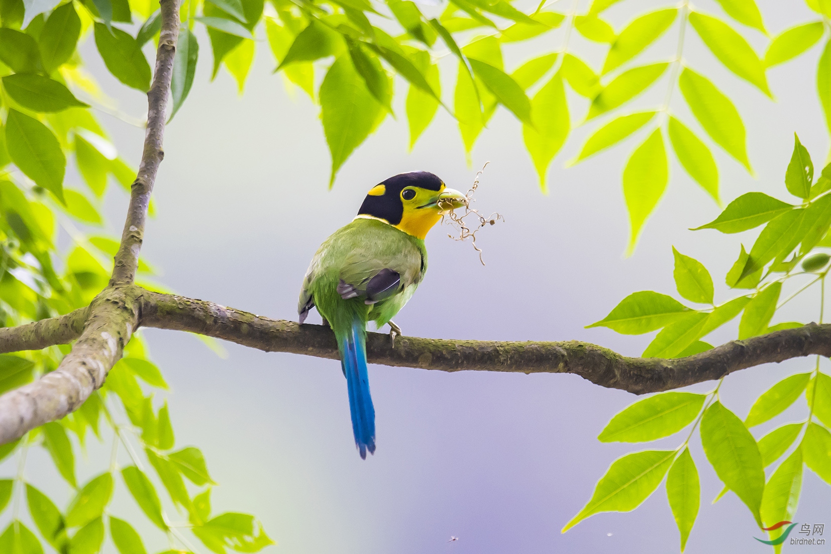 長尾闊嘴鳥獲首頁鳥類精華