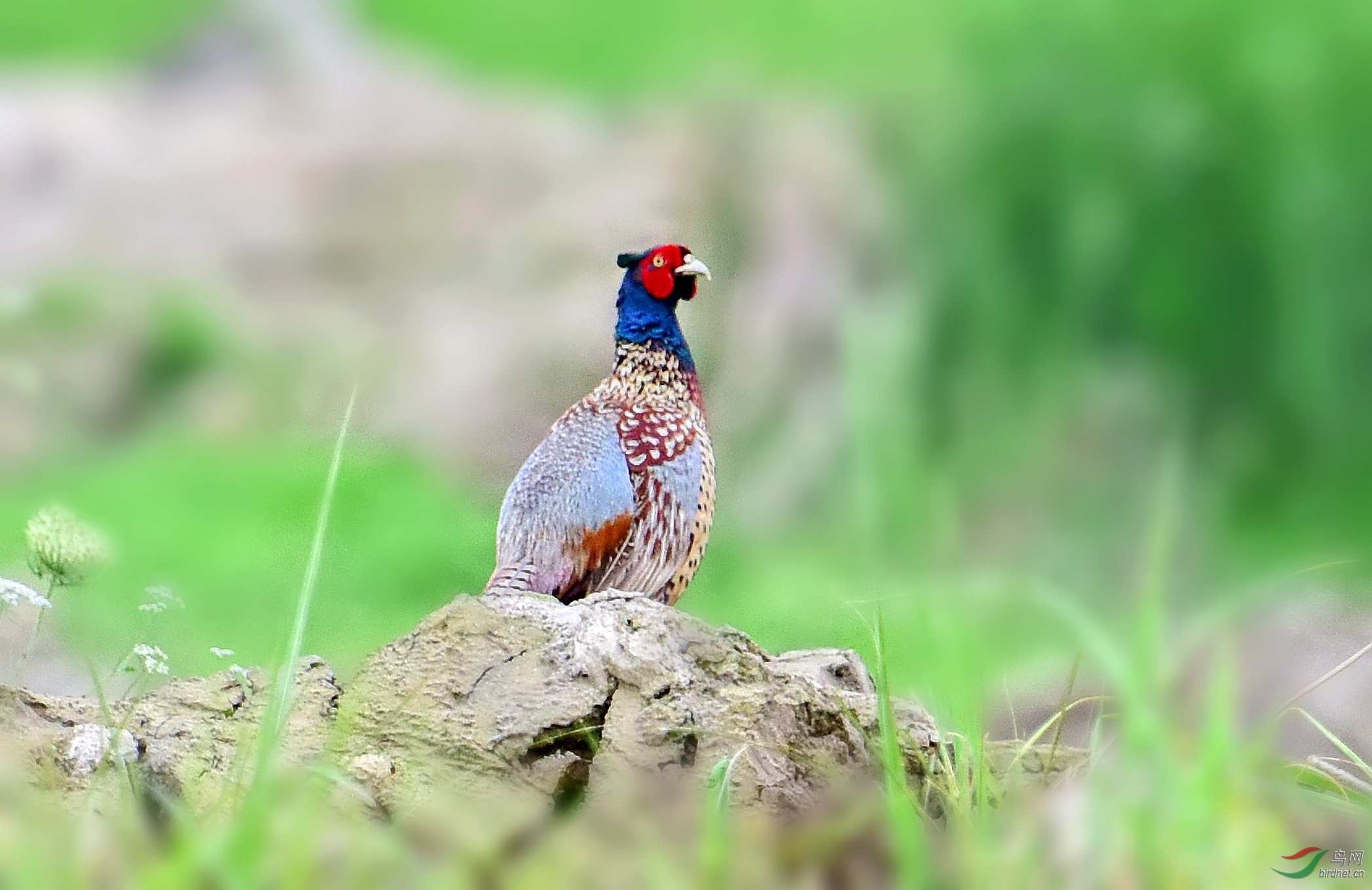 DSC_5533_conew2.jpg