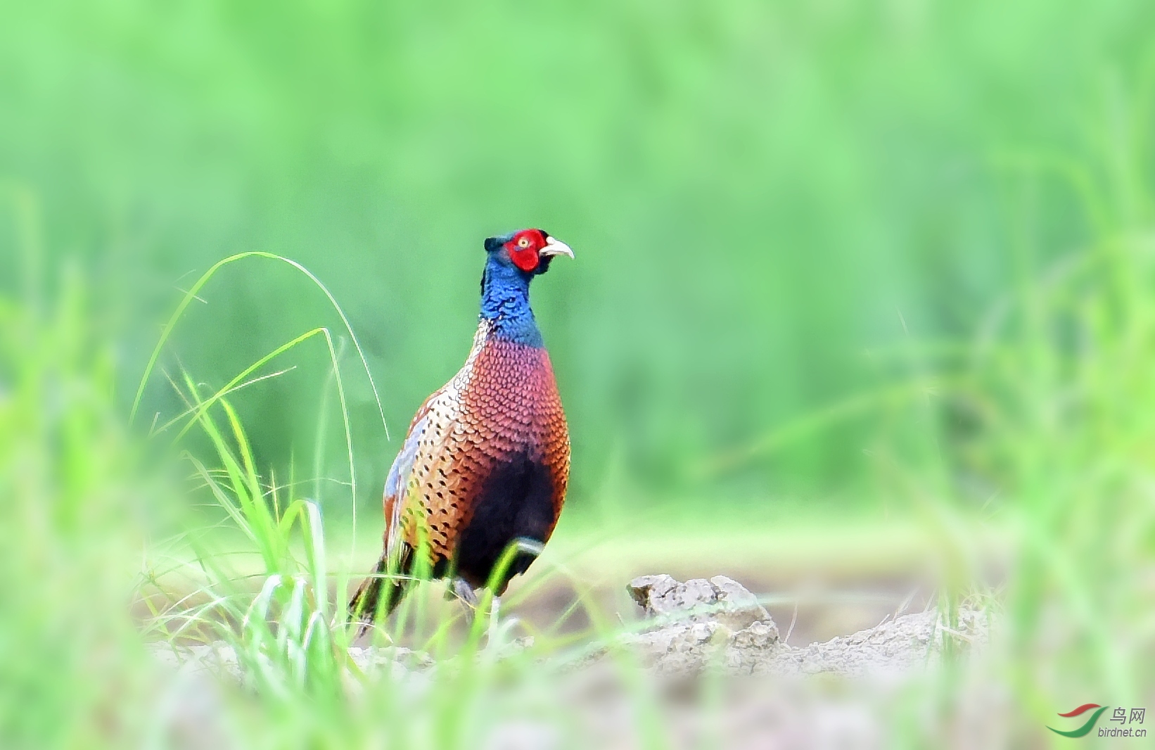 DSC_5570_conew2.jpg