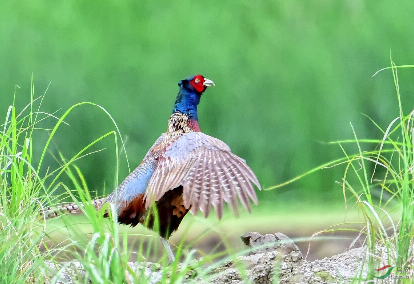 DSC_5573_conew2.jpg