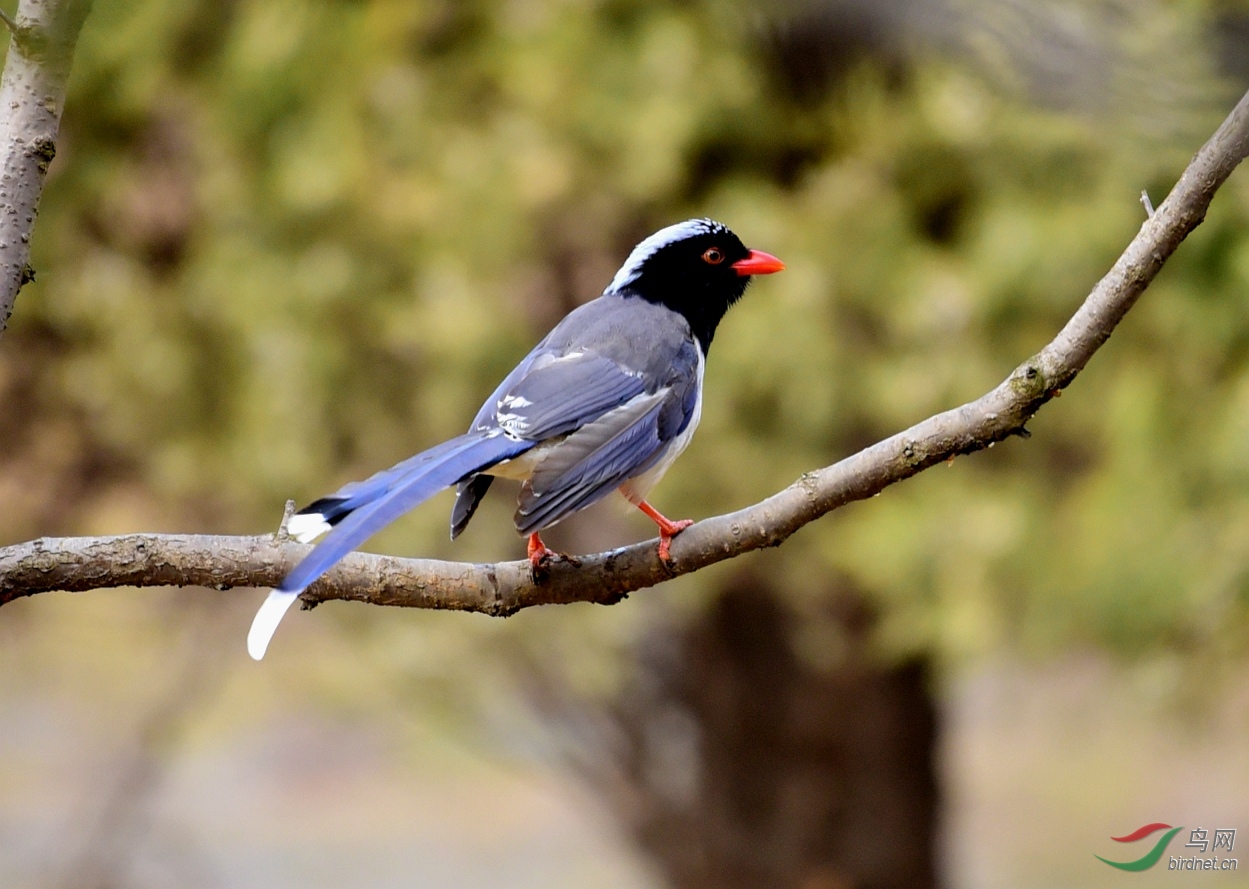 红嘴蓝鹊摄于大连劳动公园