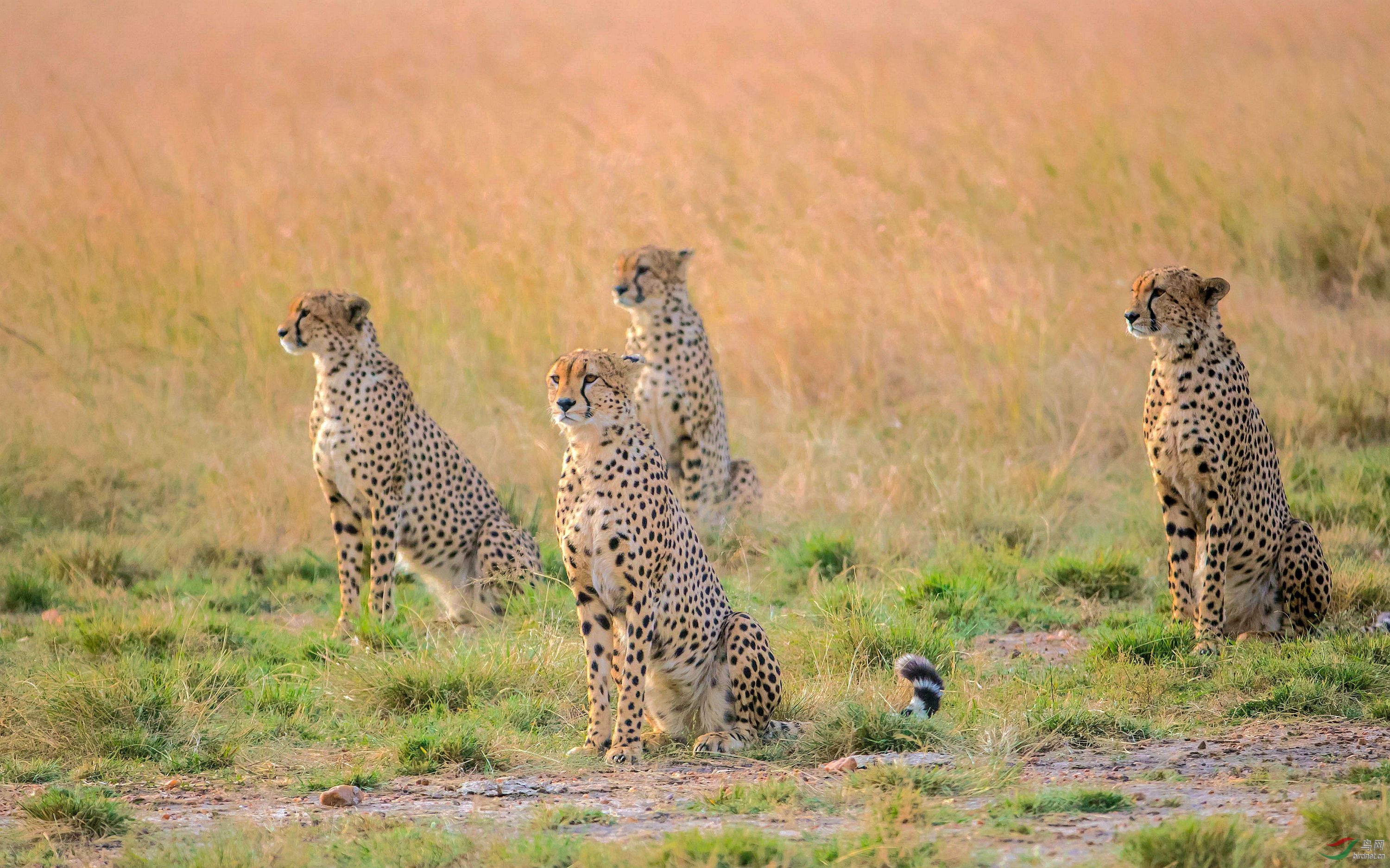 四处观望(祝贺荣获首页动物精华)
