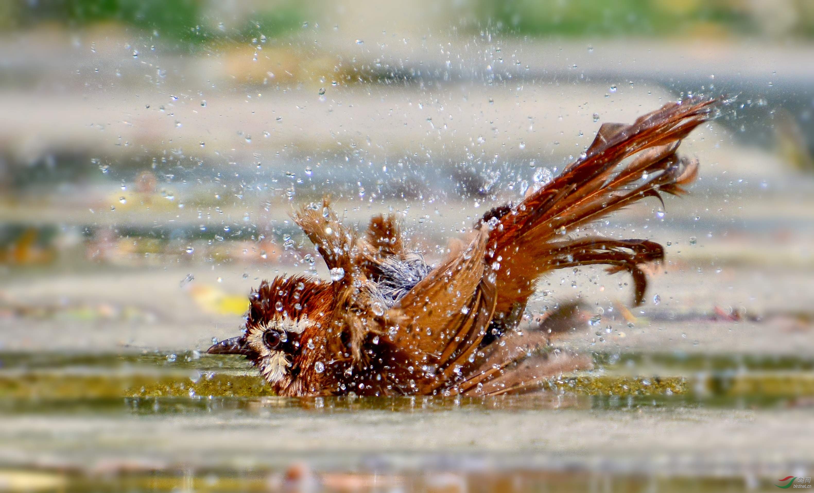 DSC_2020_conew2.jpg