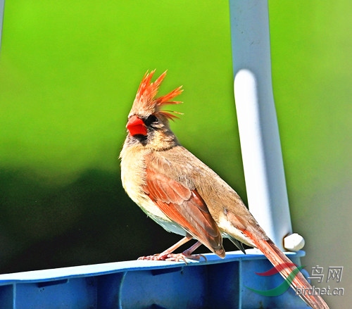 春红鸟母鸟图片图片