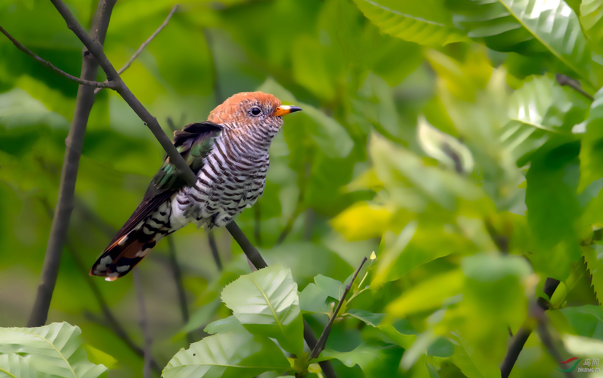 翠金鹃-----雌鸟