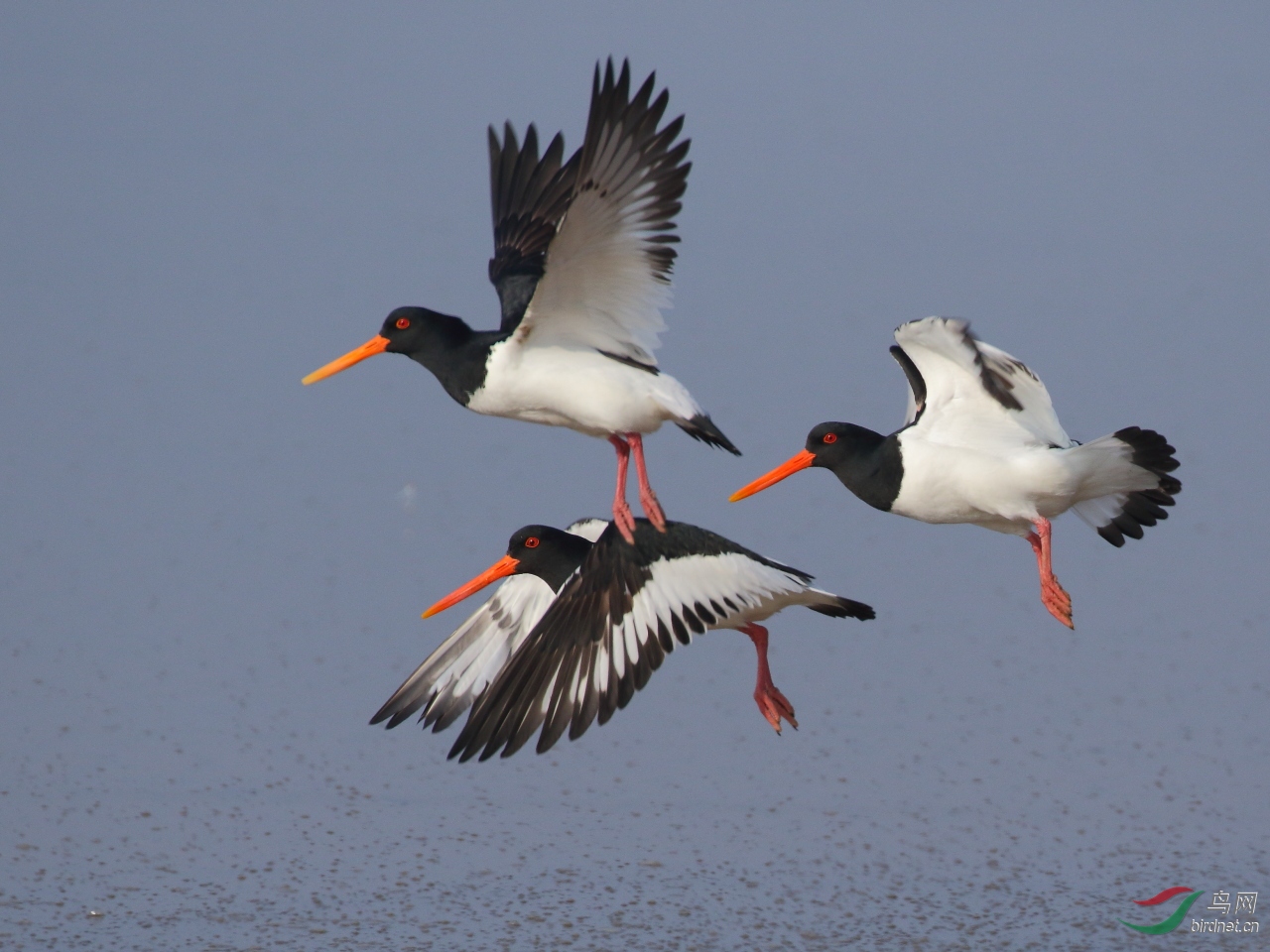 蛎鹬三鹬飞