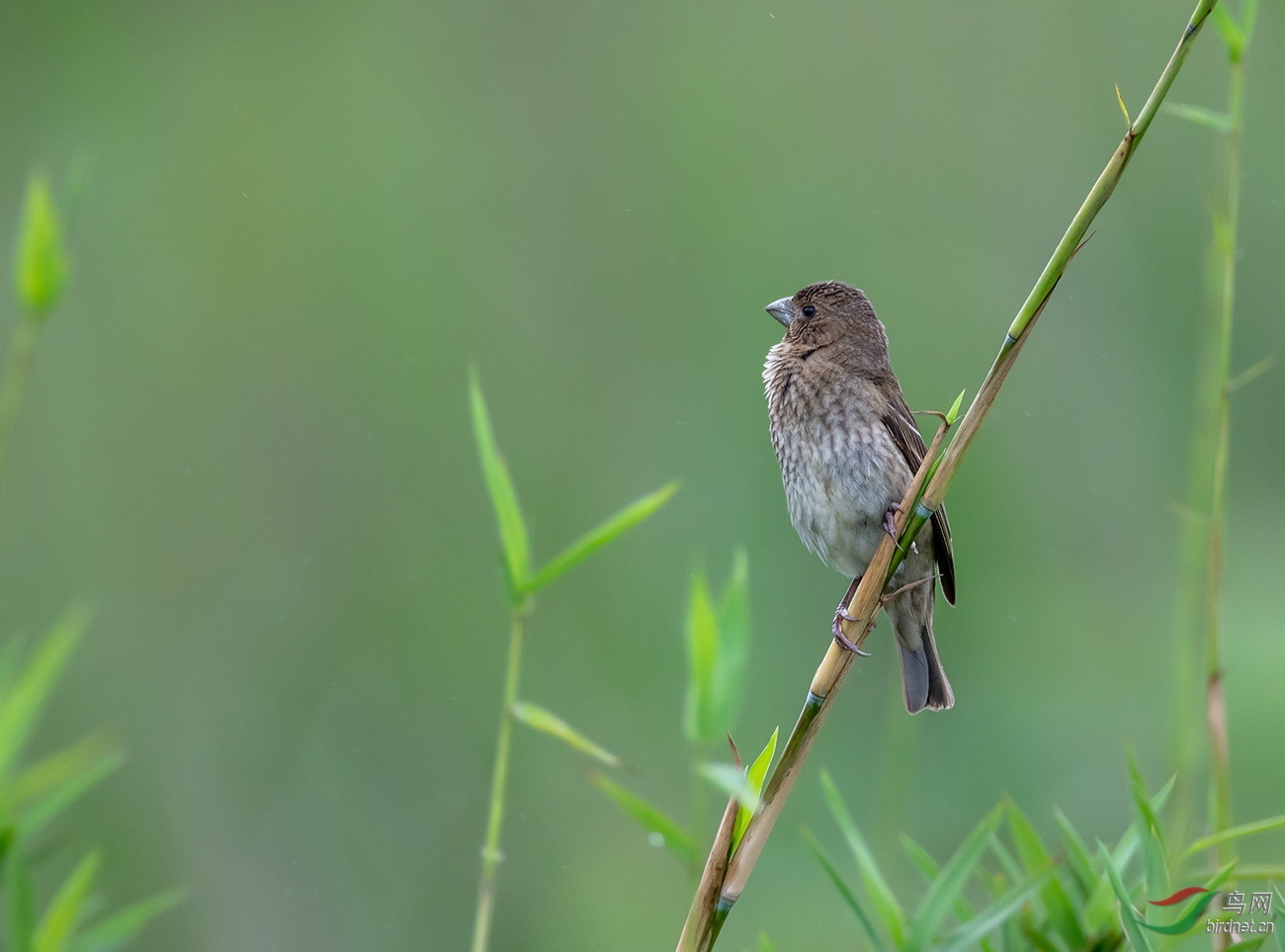 DSC_0447.jpg