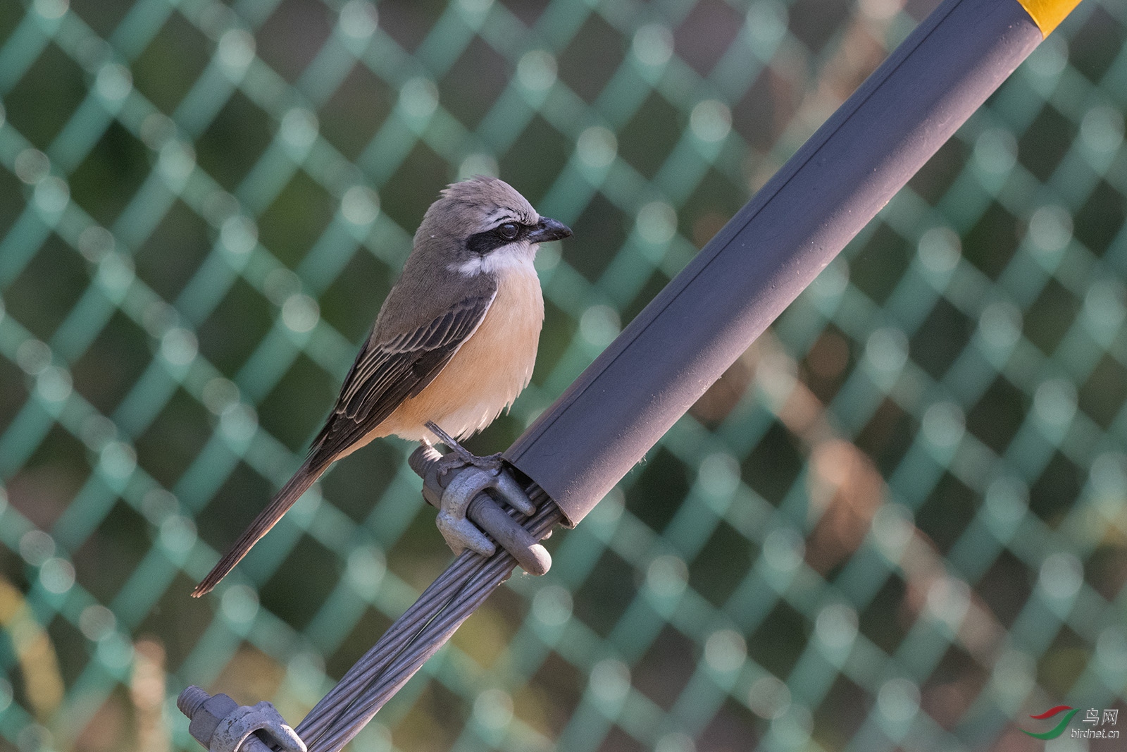 DSC_4562.jpg