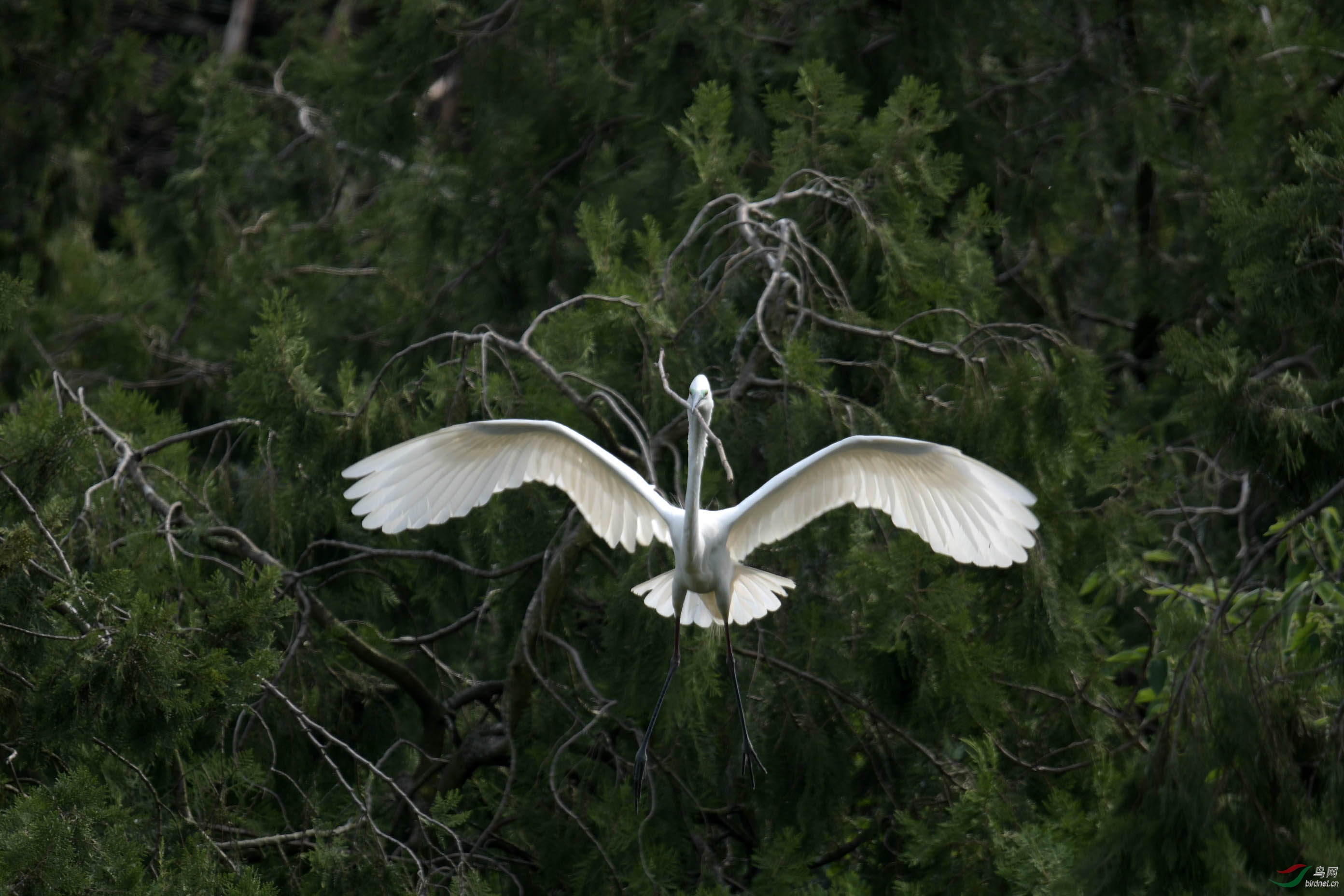 D50_2114.jpg