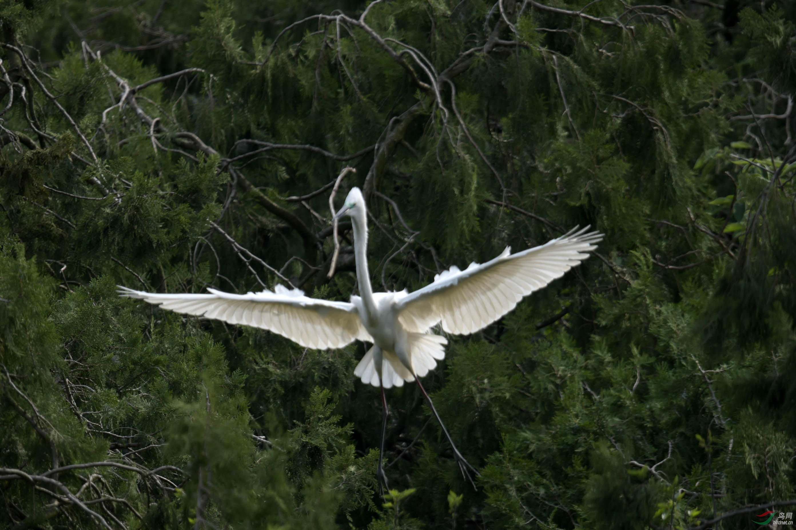 D50_2117.jpg