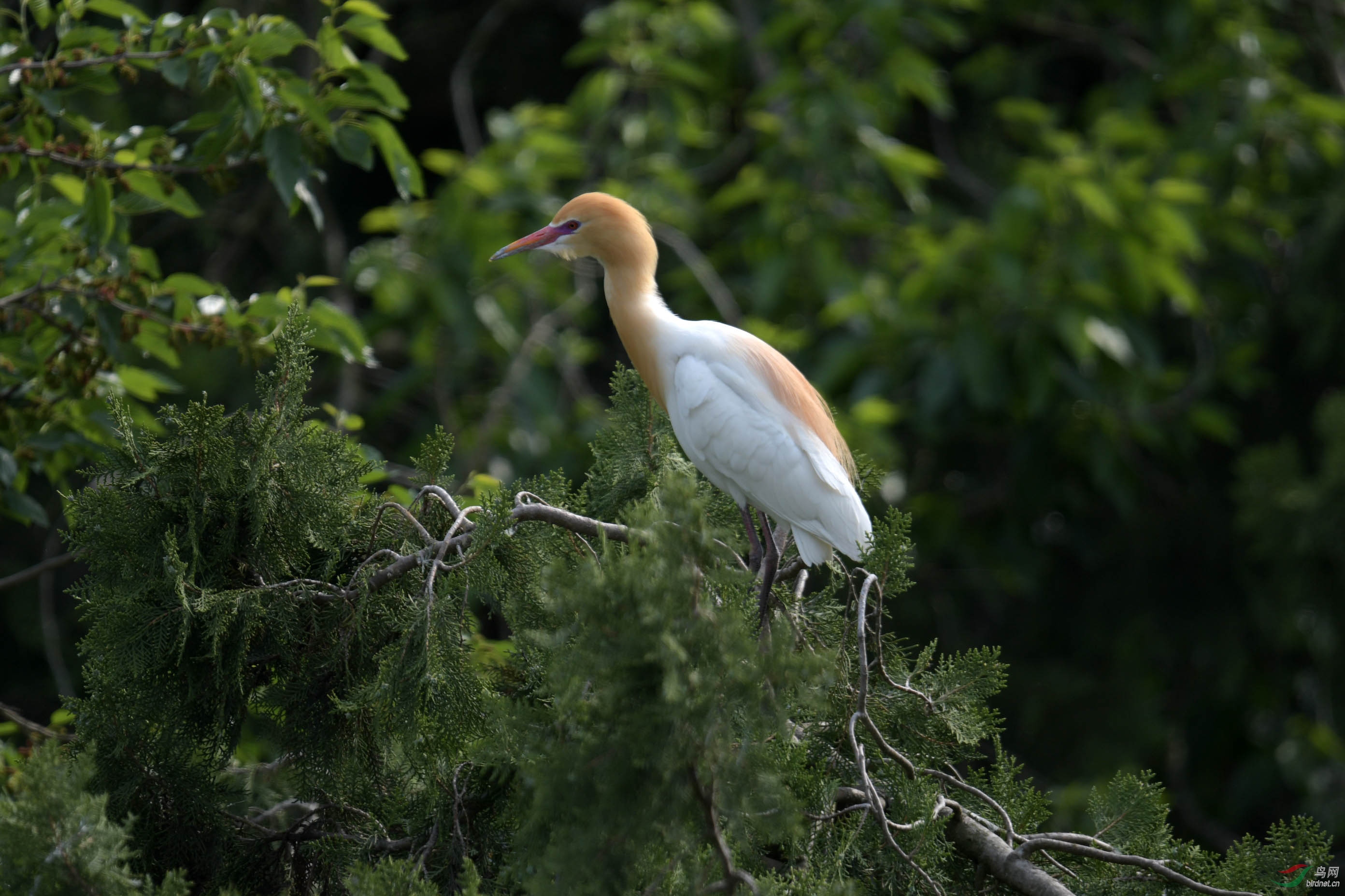 D50_2126.jpg