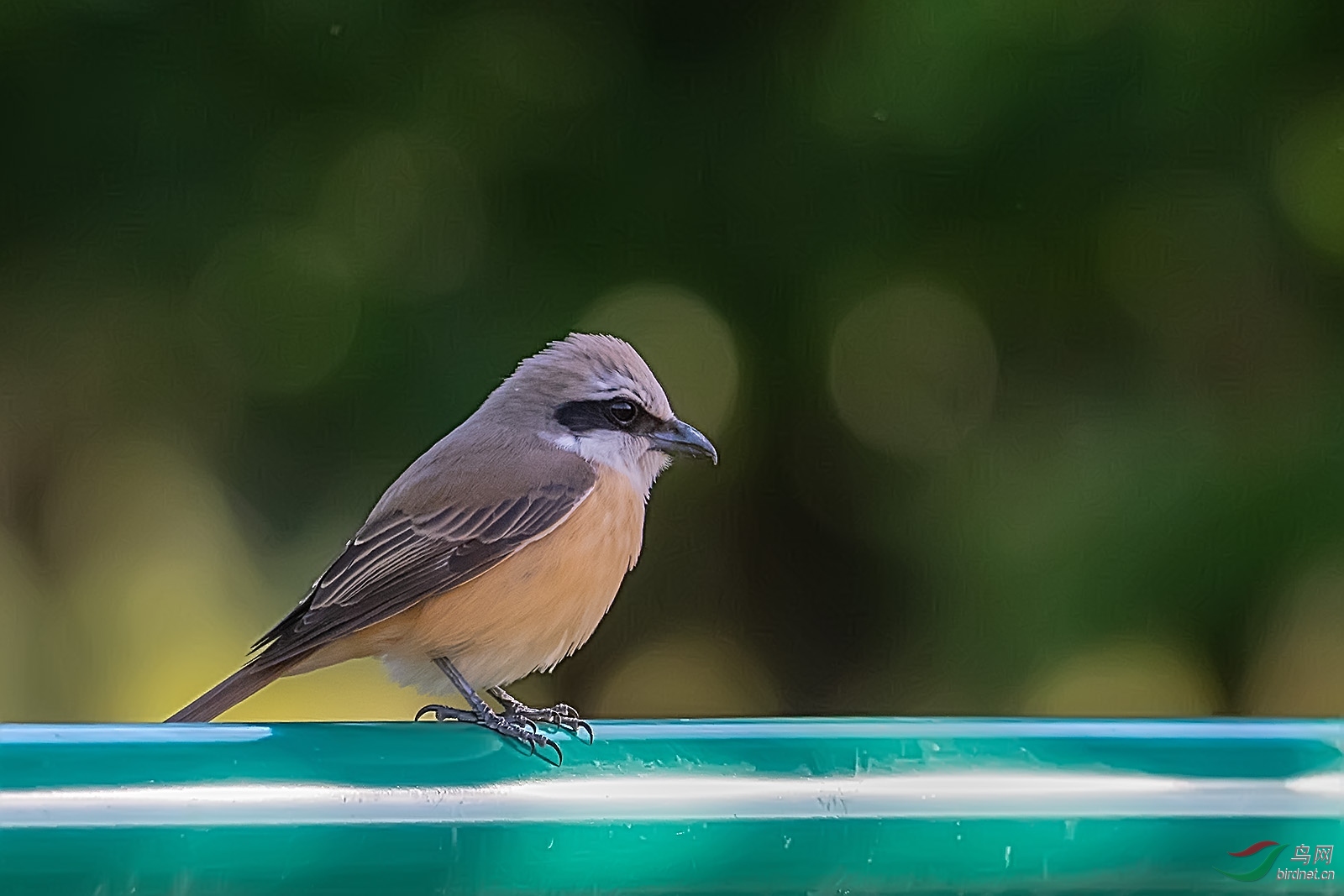 DSC_4564.jpg