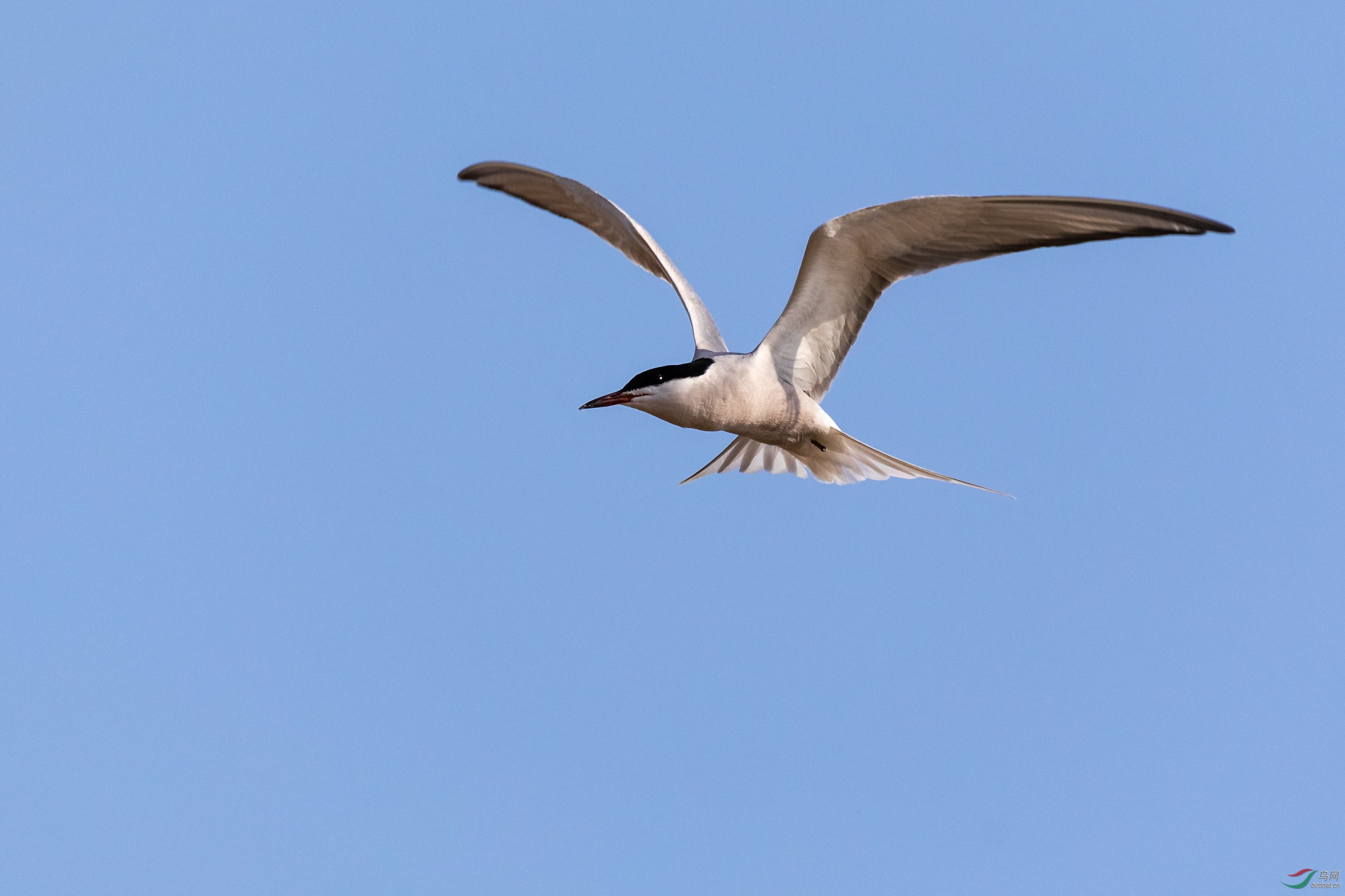 黄河岸边的燕鸥