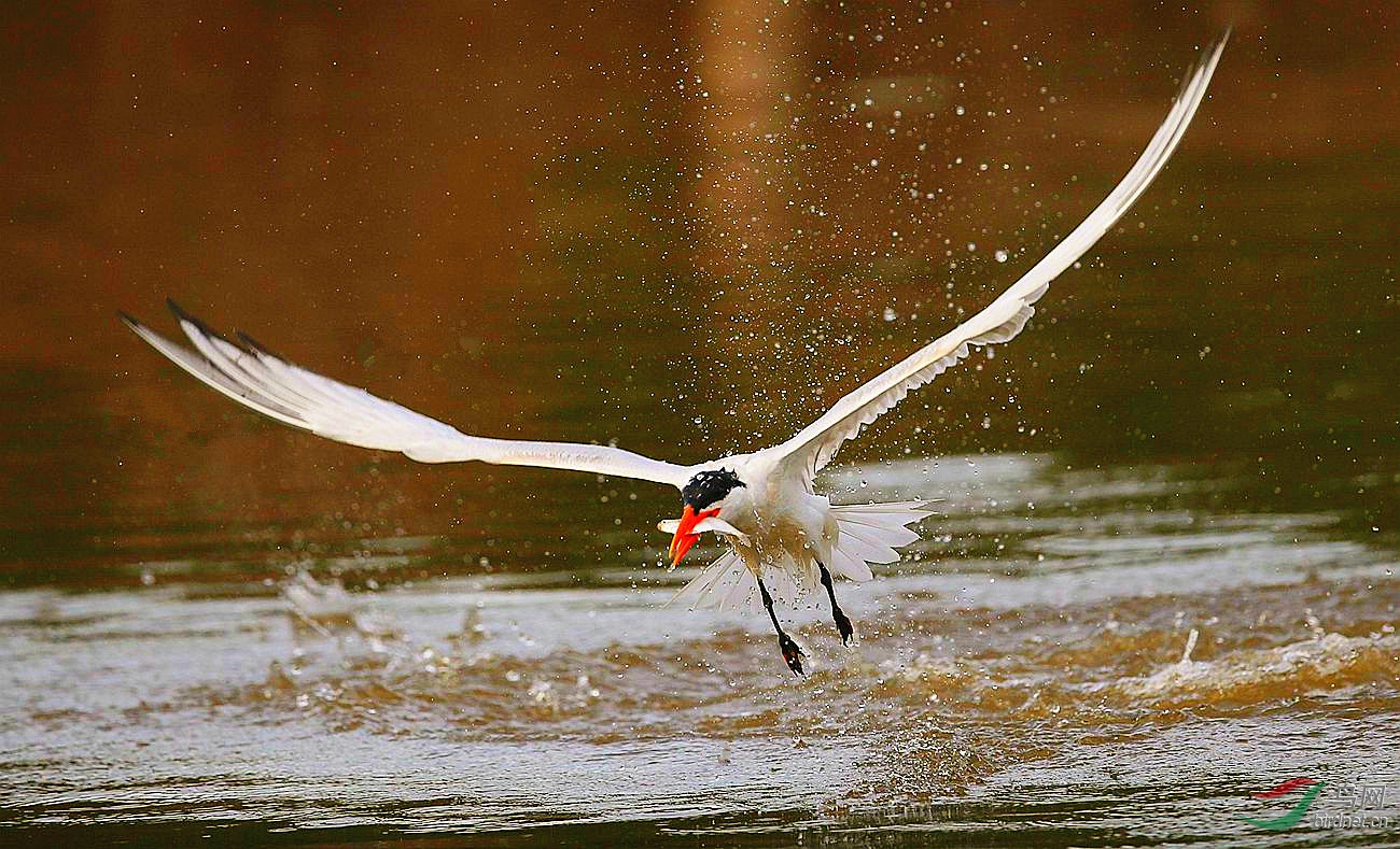 红嘴巨燕鸥击水拿鱼