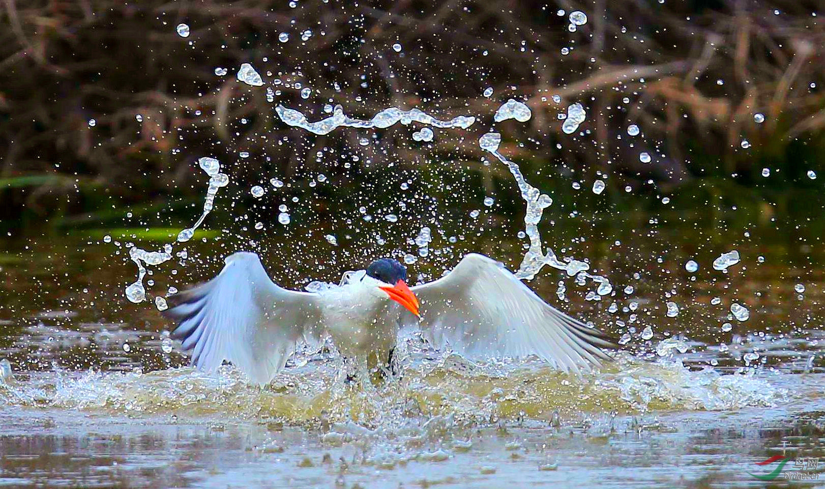 红嘴巨燕鸥击水拿鱼
