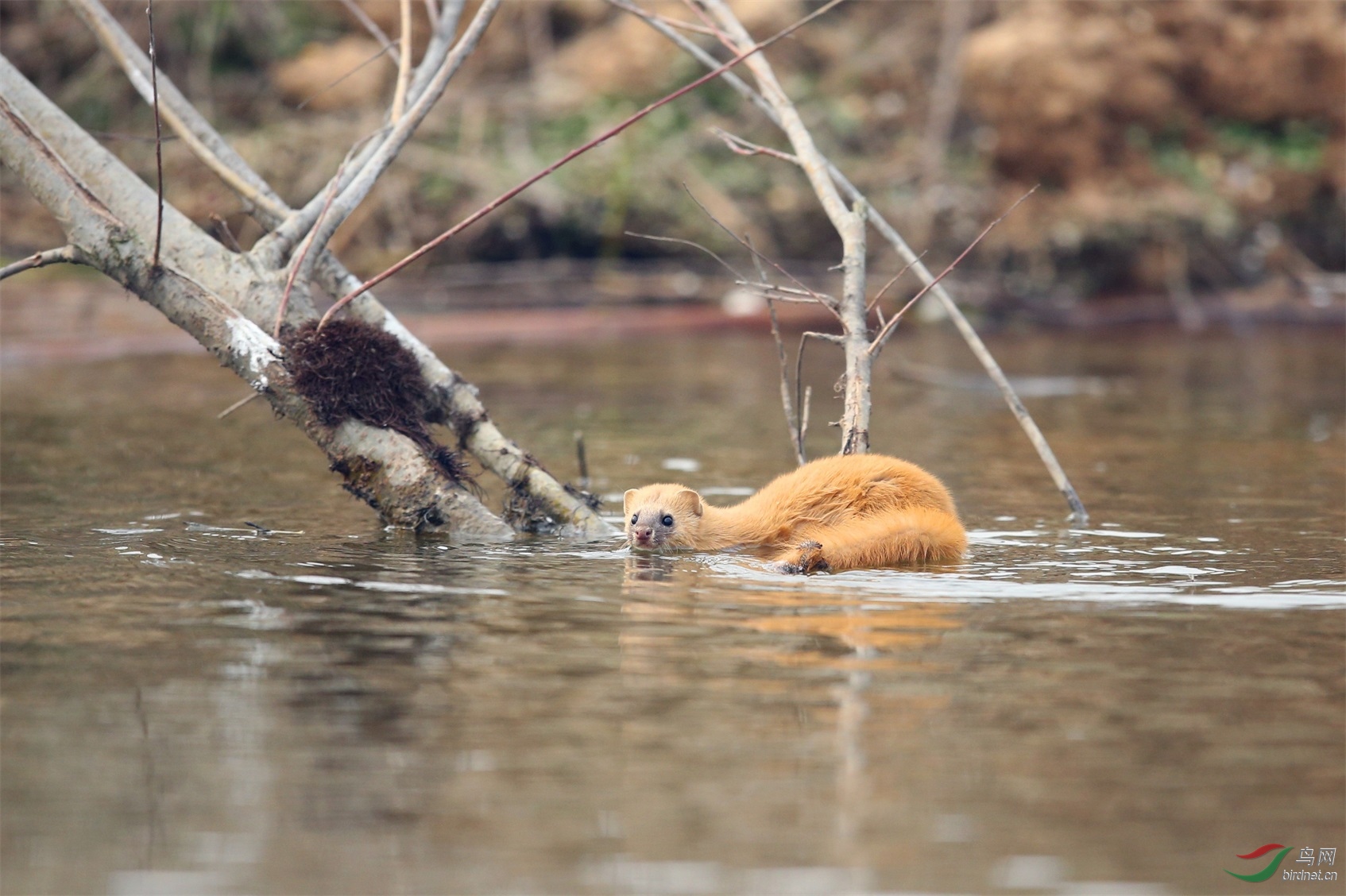 AR6W2315_��ͼ�� - ����.JPG