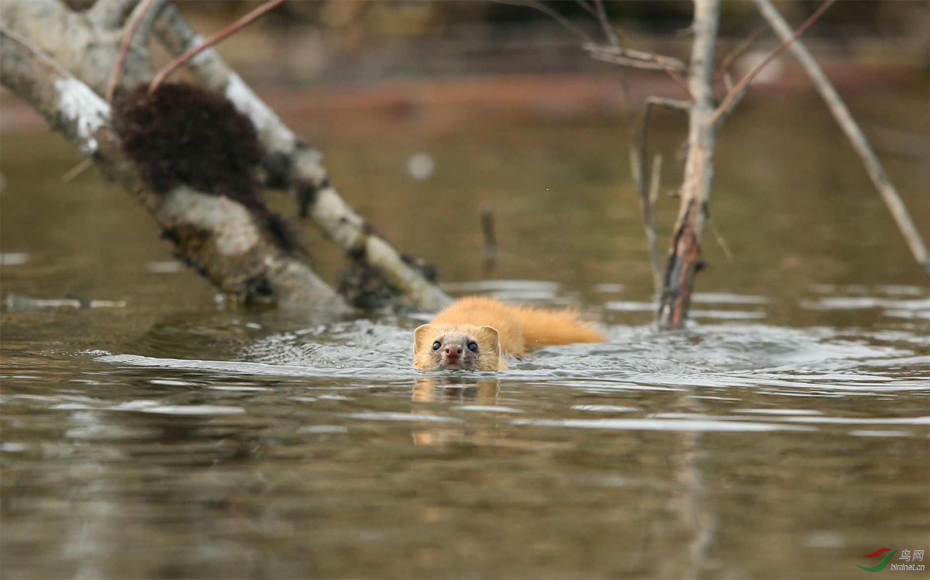 AR6W2318_��ͼ�� - ����.JPG