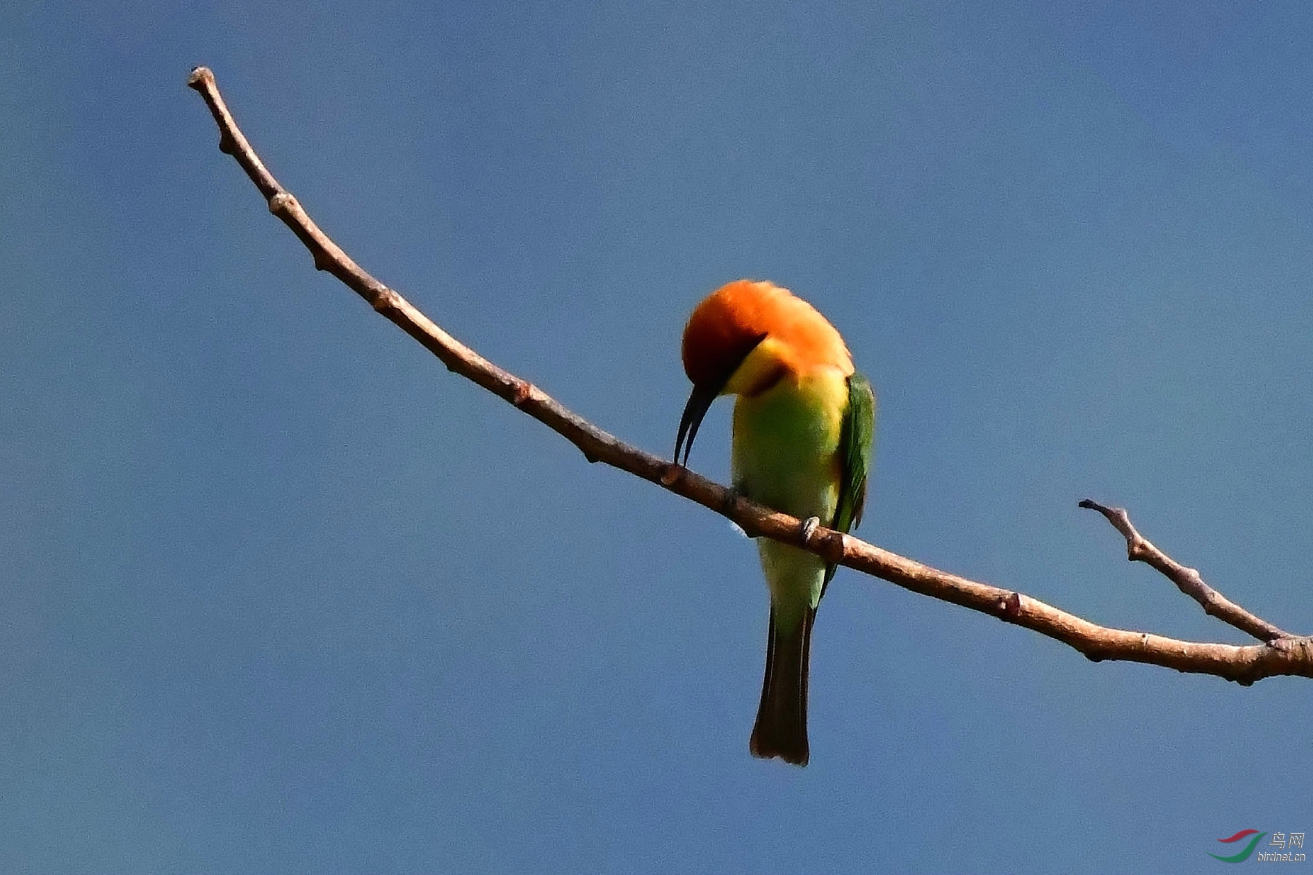 DSC_3835_����.jpg