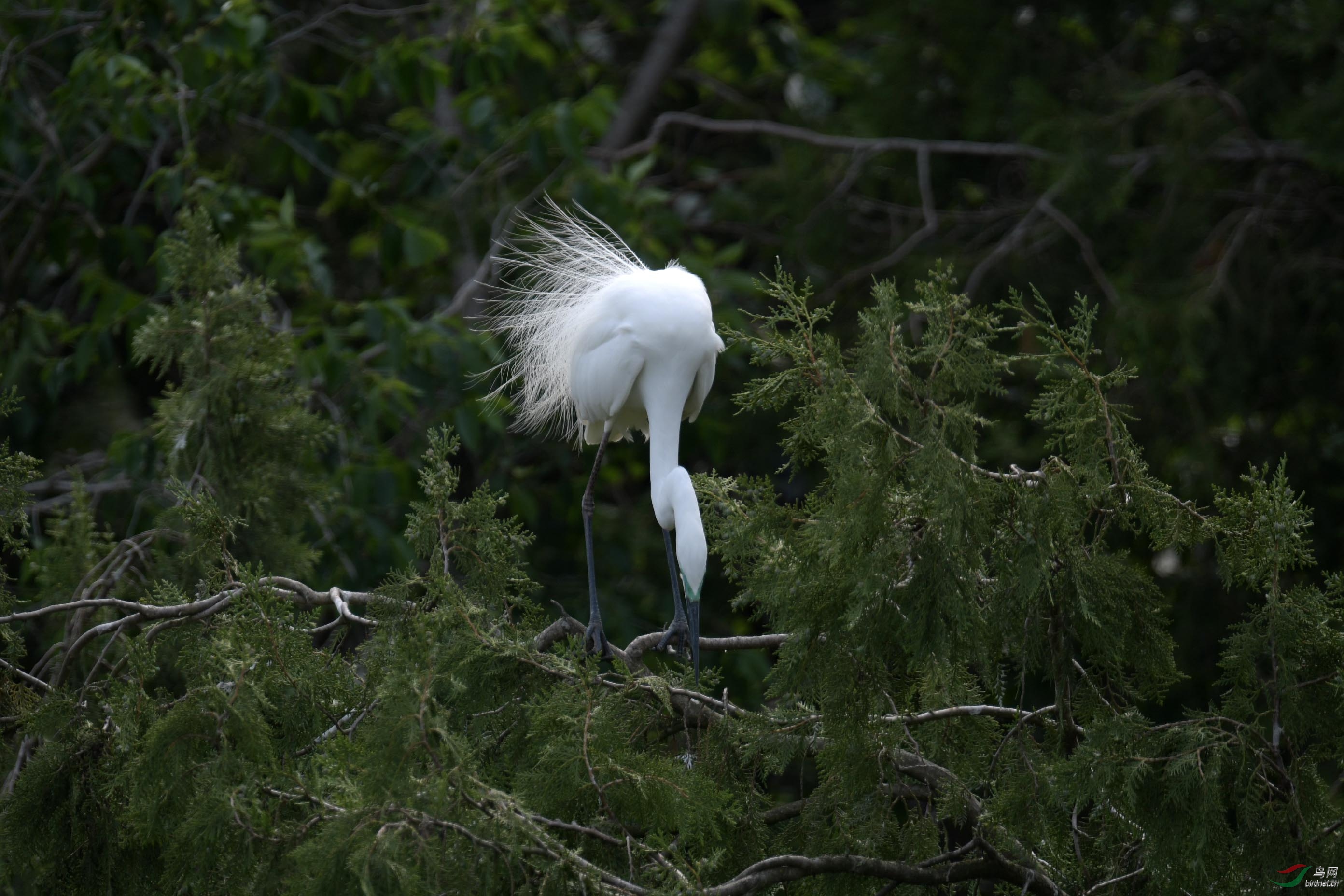 D50_2137.jpg