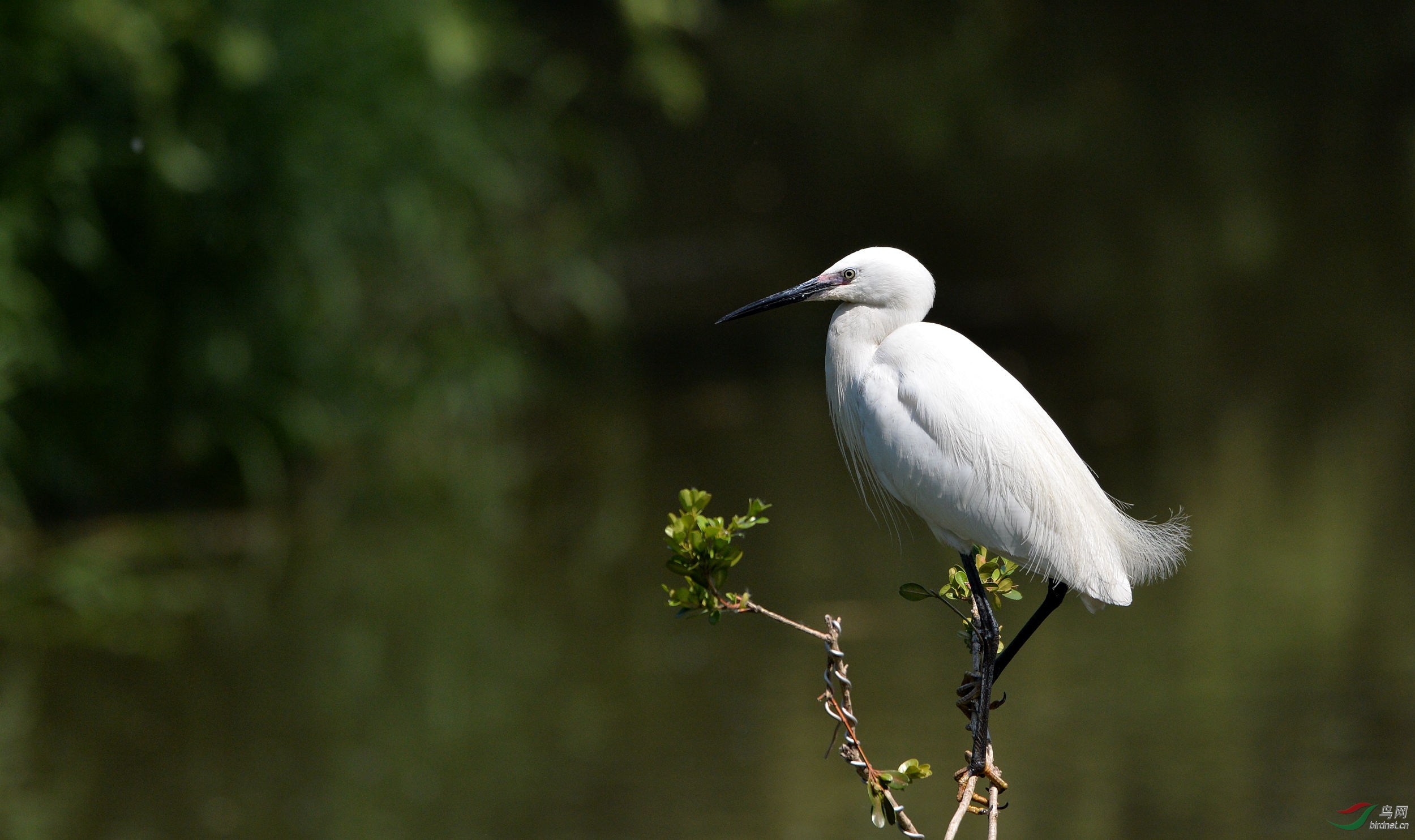 DSC_7350.JPG