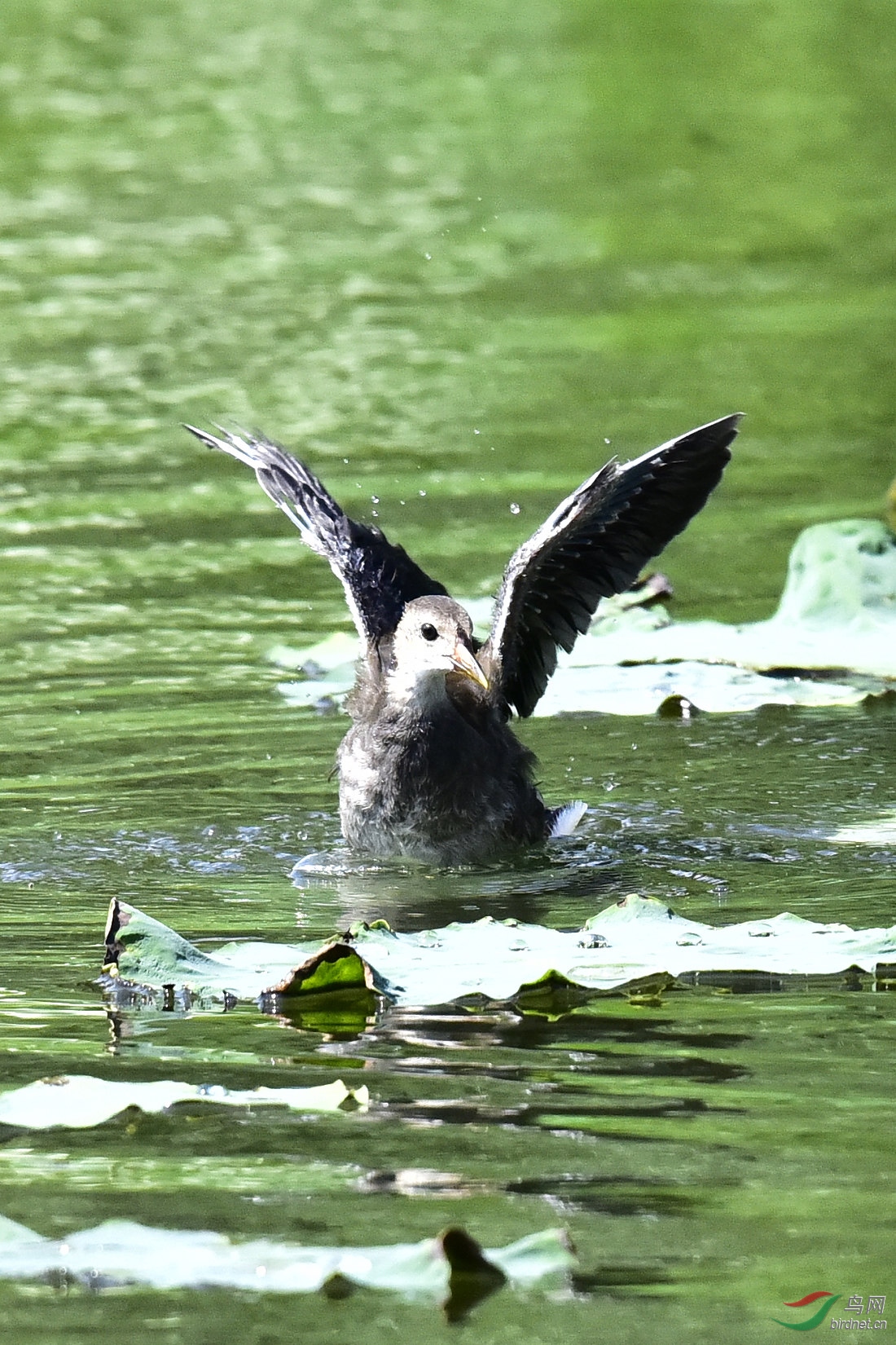 DSC_1039.JPG
