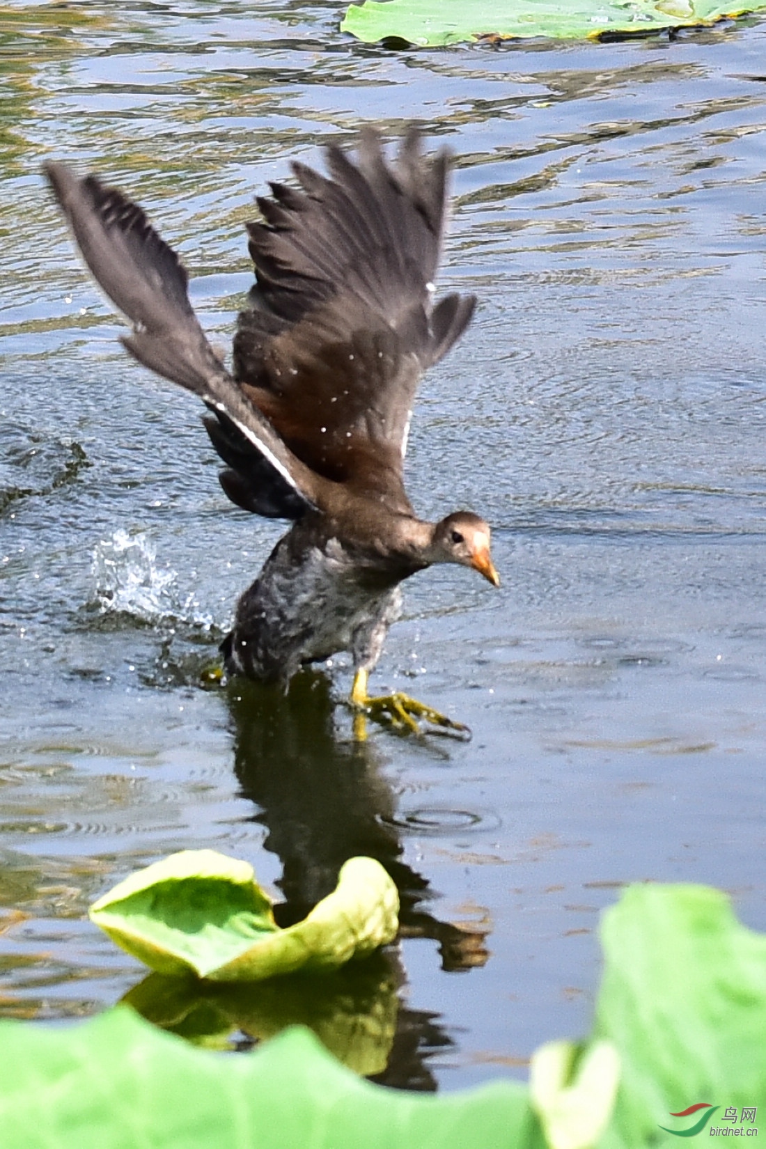 DSC_1043.JPG