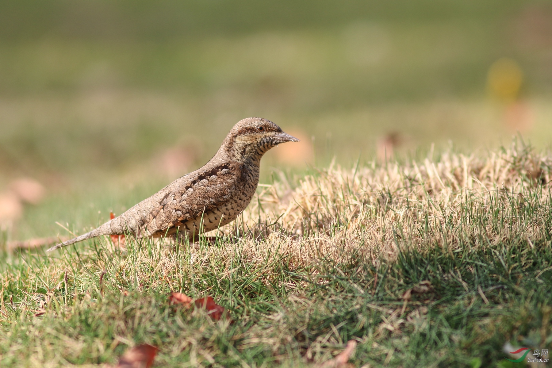 033A6814.JPG