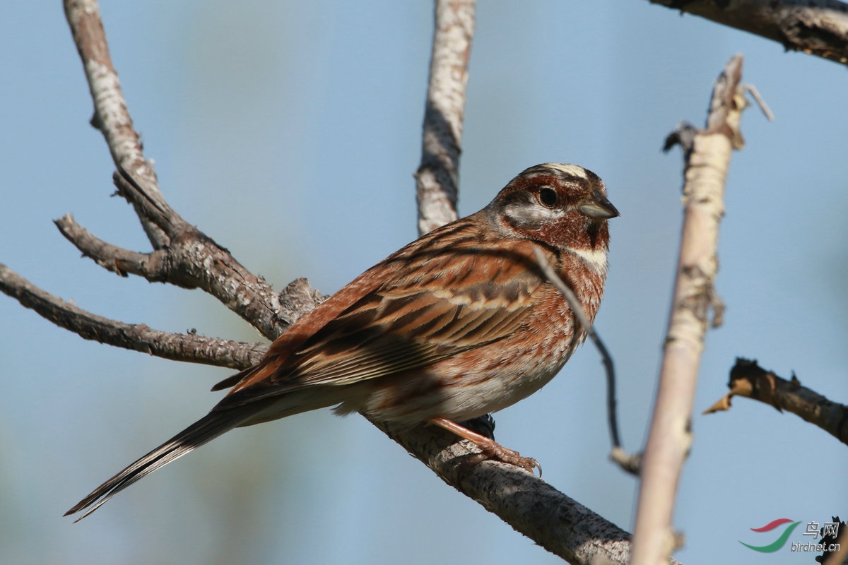 7�ǰ�ͷ�c��