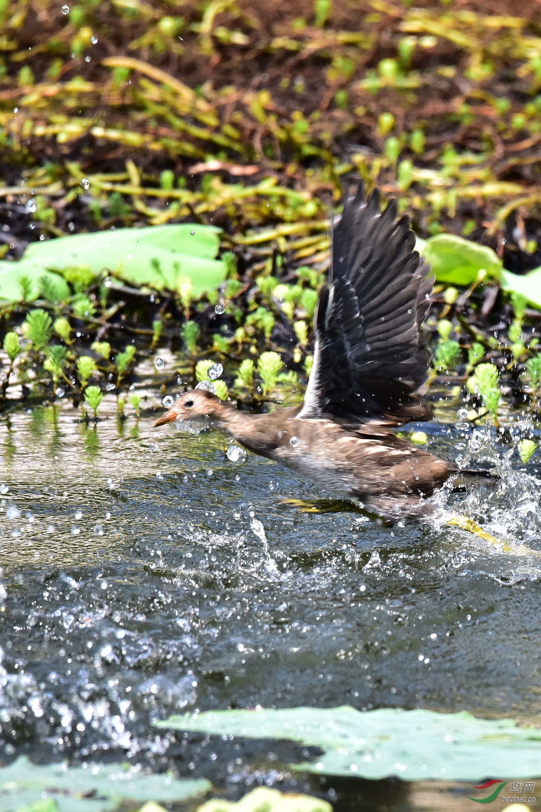 DSC_1046.JPG