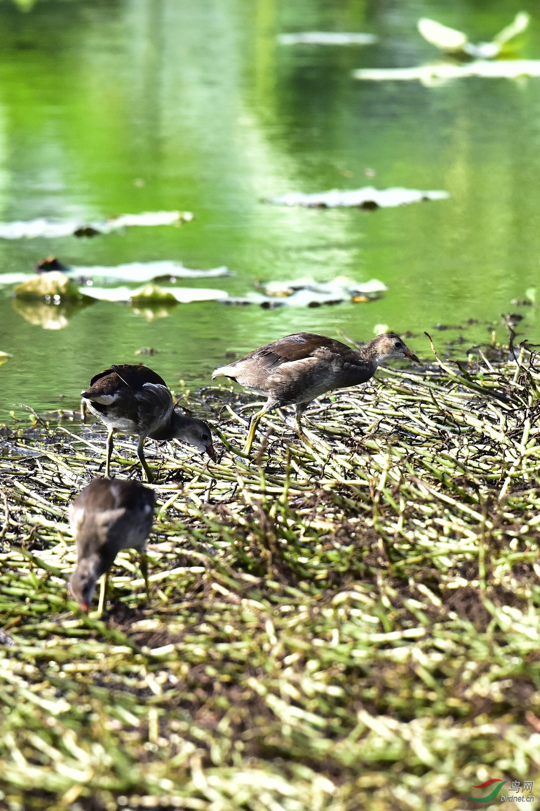 DSC_1048.JPG