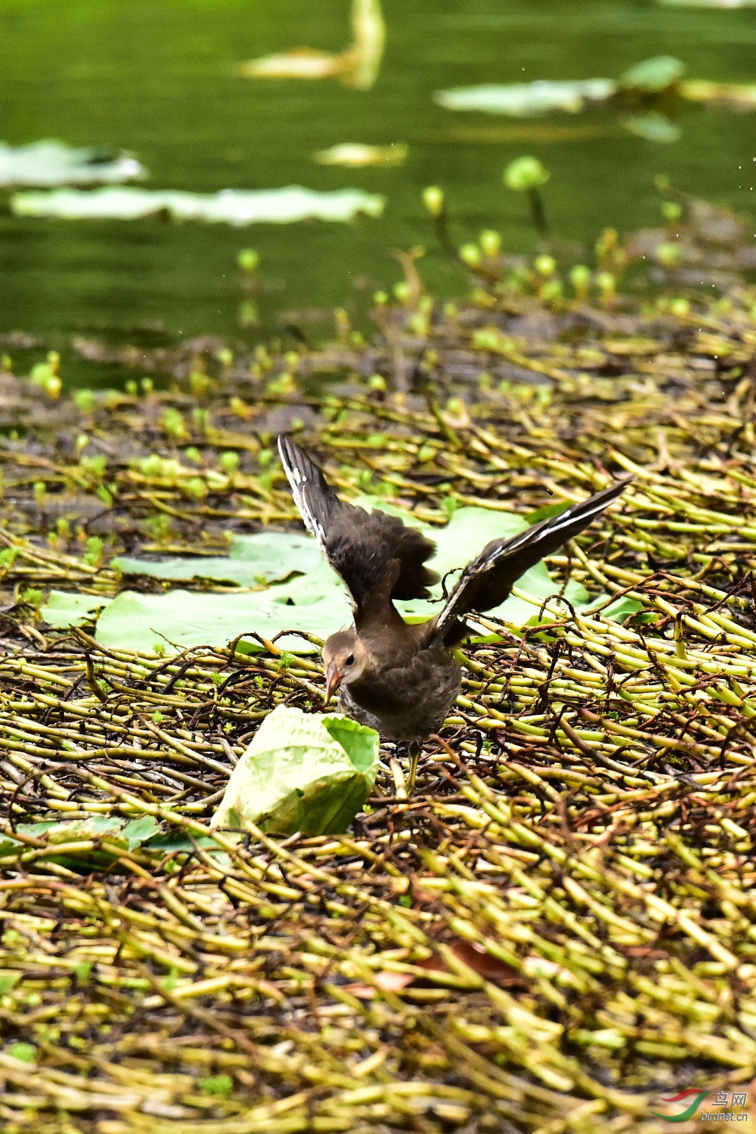 DSC_1050.JPG