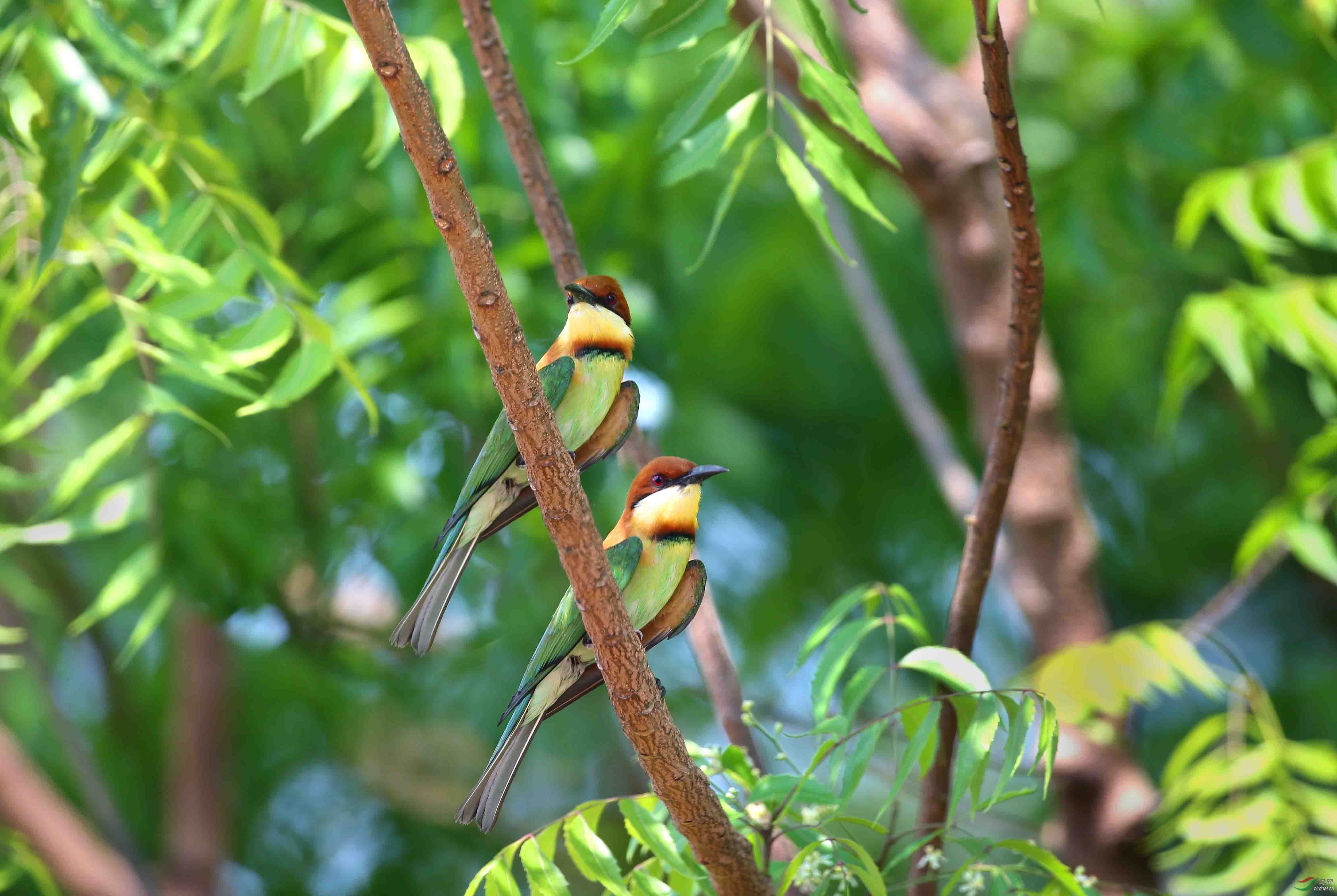 绿树丛中拍栗喉蜂虎
