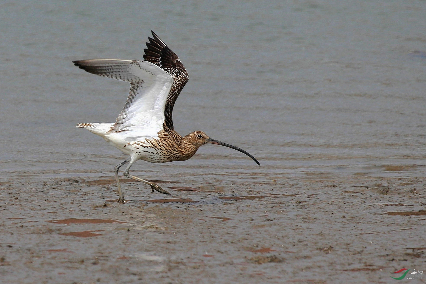 水边自在的白腰杓鹬