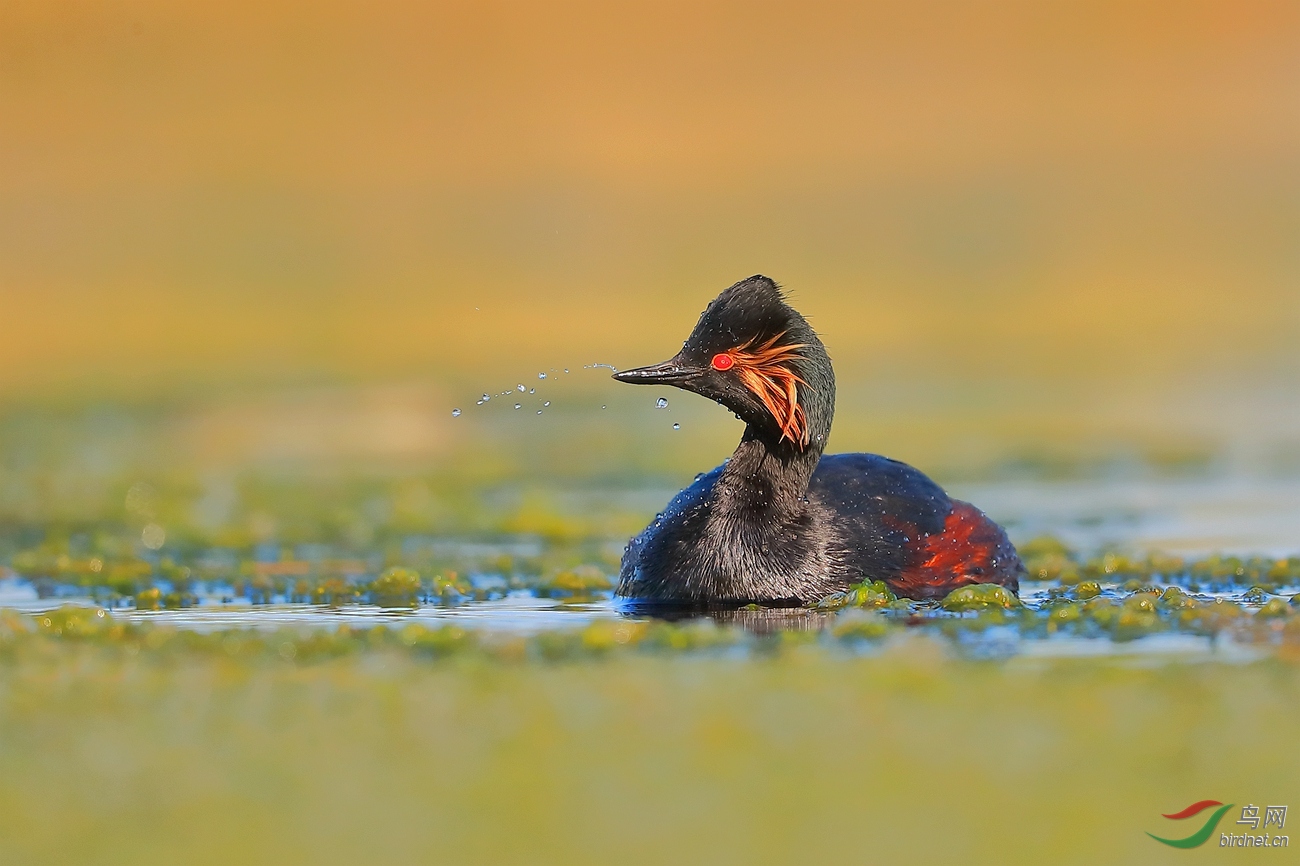 黑颈鸊鷉祝周末快乐