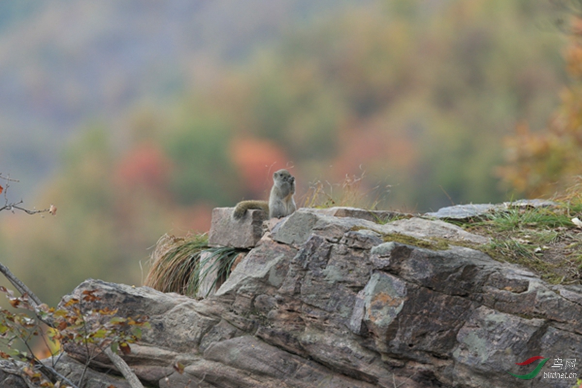 hfjj50.JPG