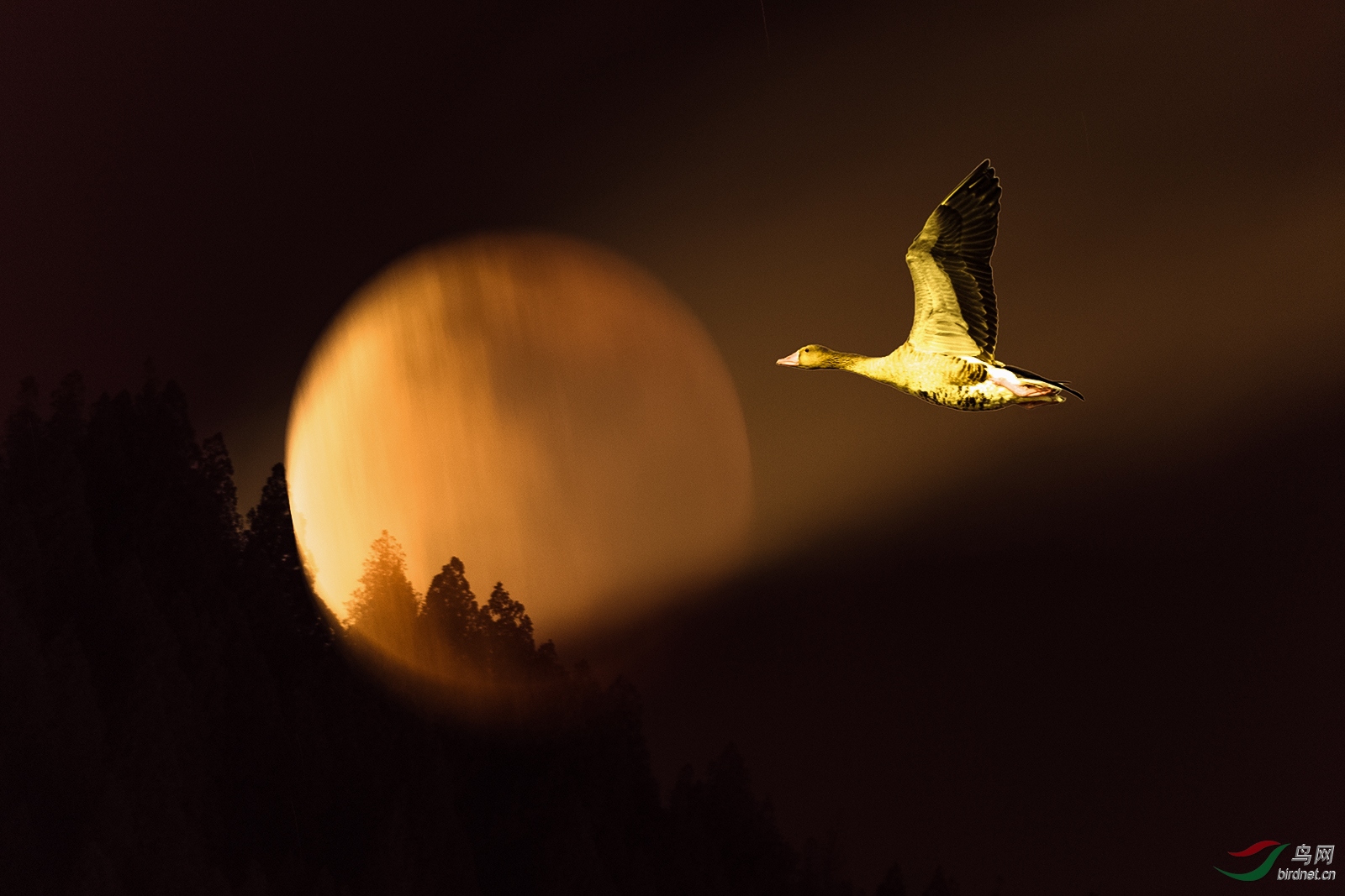 D5S_4613_3164aw.jpg