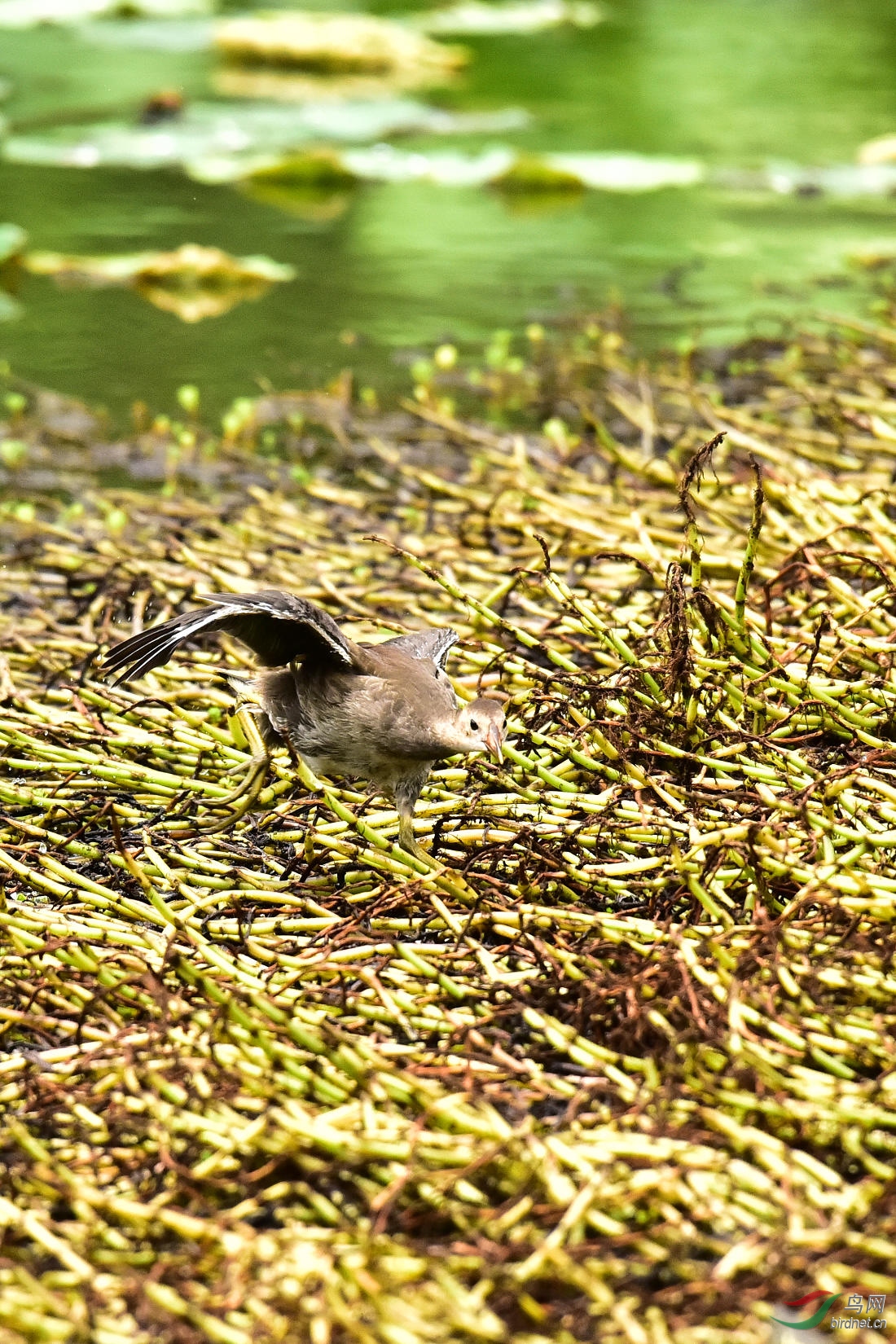 DSC_1060.JPG