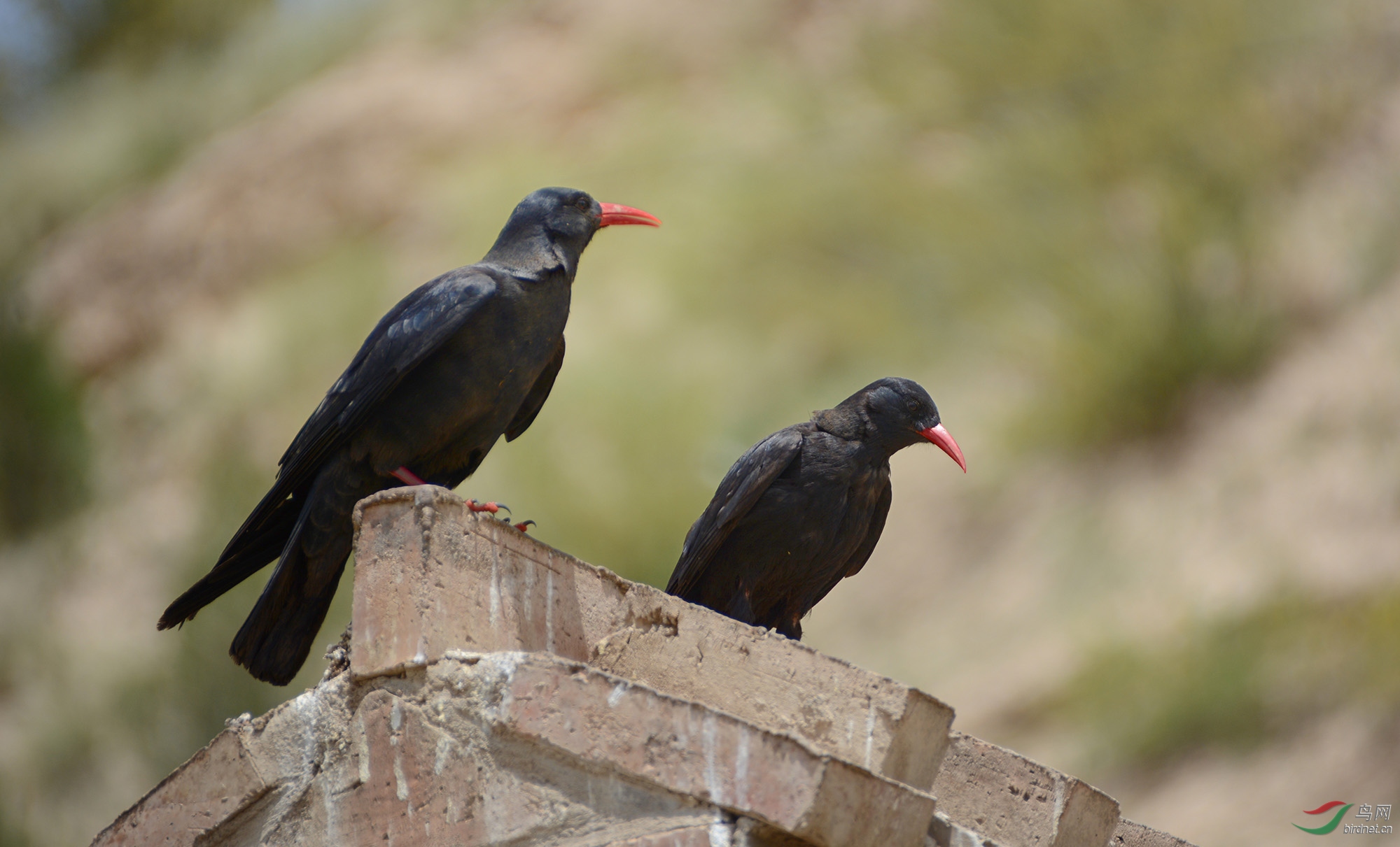 DSC_39403.jpg