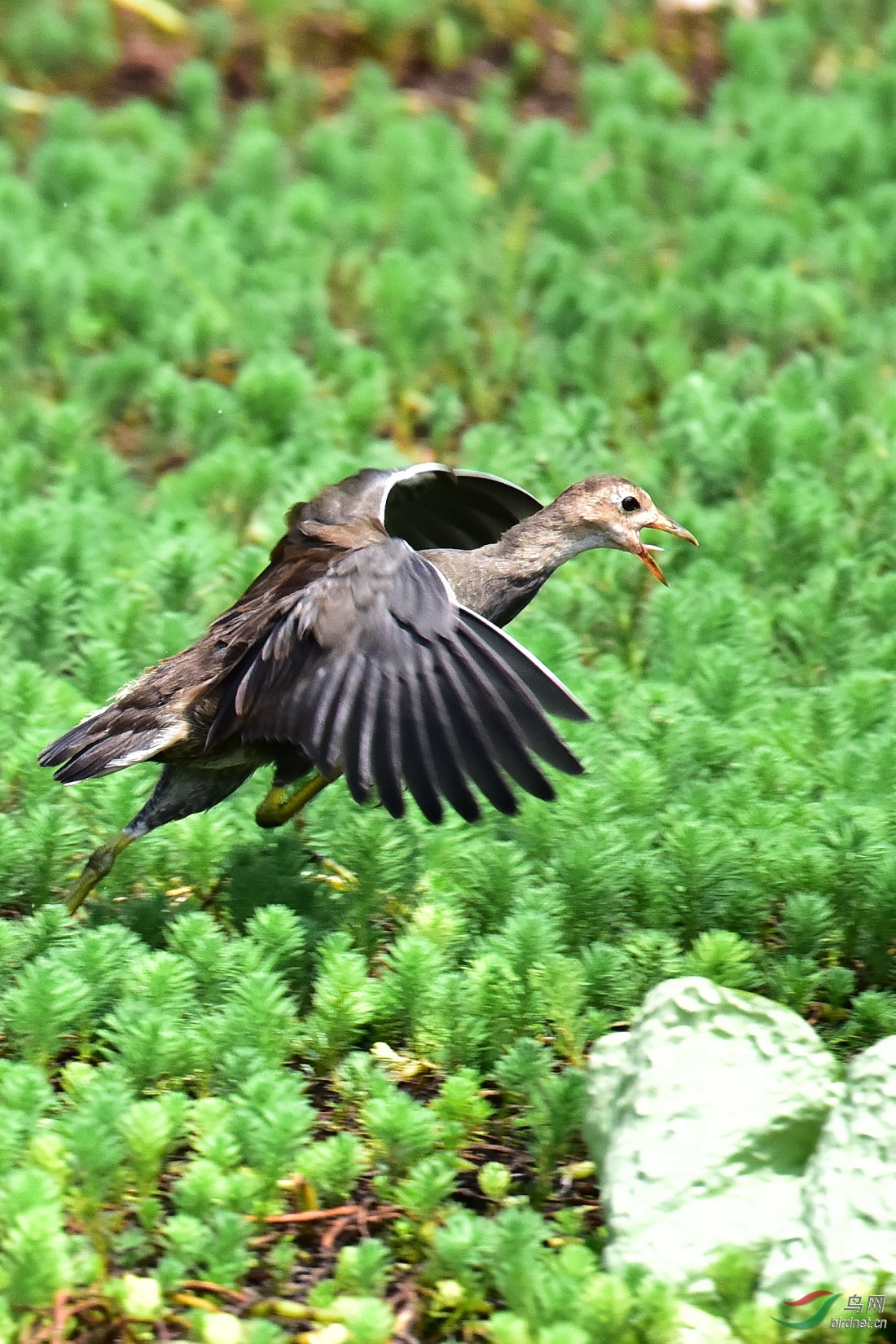 DSC_1065.JPG