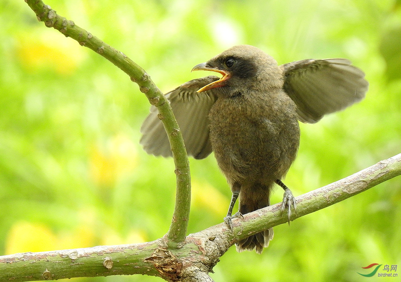 我用尼康p900s拍鸟的一点感受