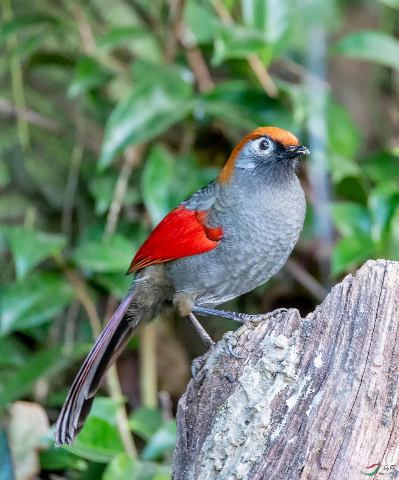 红尾(赤尾)噪鹛
