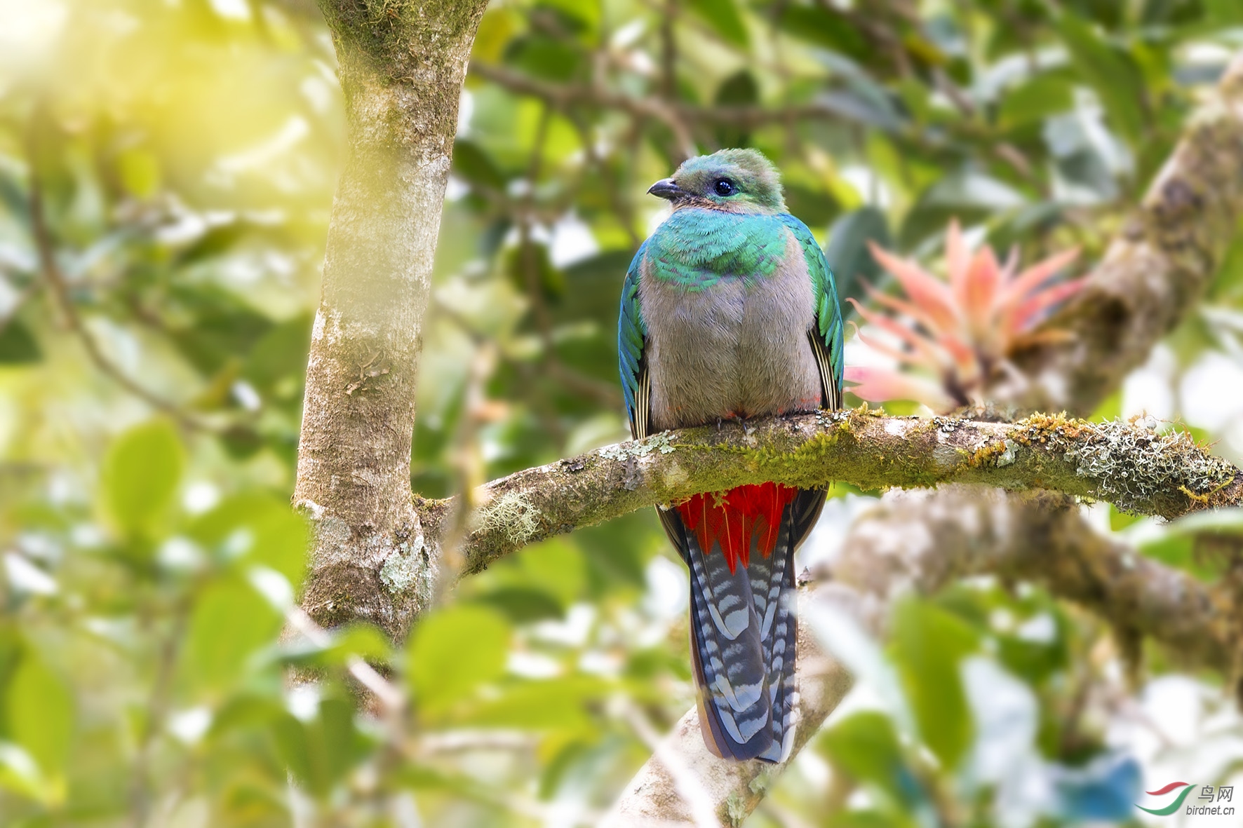 凤尾绿咬鹃mm荣获首页精华