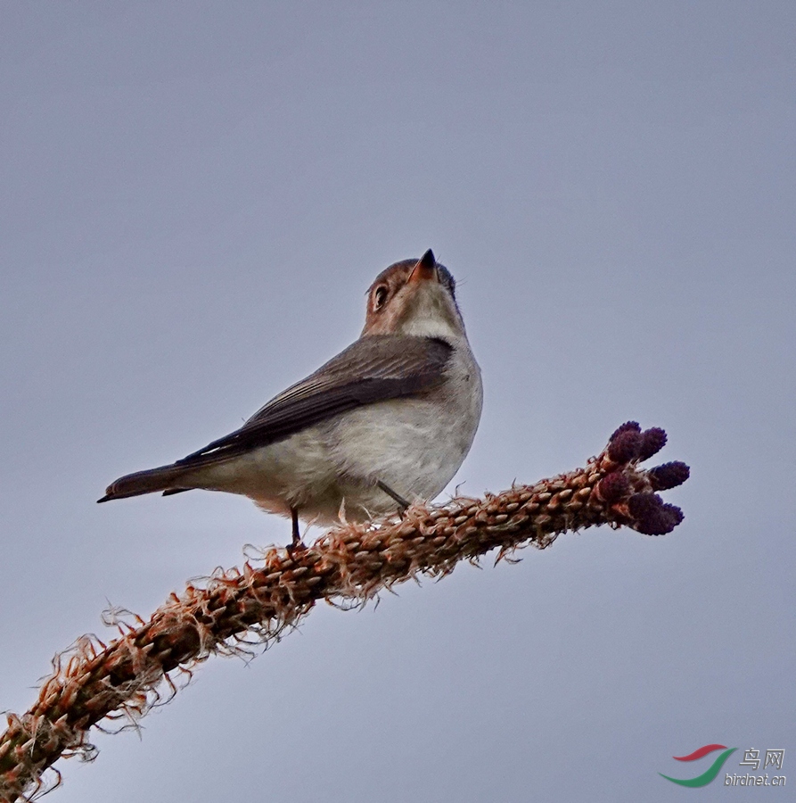 DSC06655.jpg