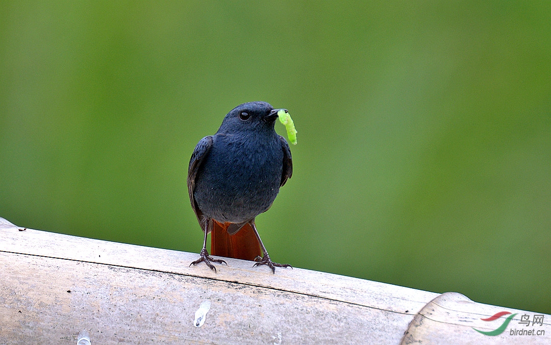 DSC_4820.JPG