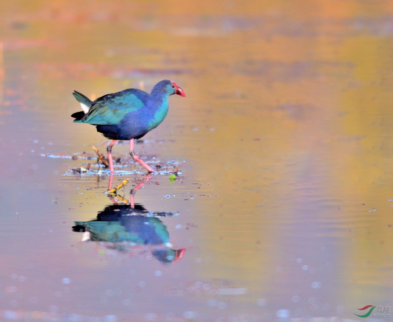 �����е���ˮ��