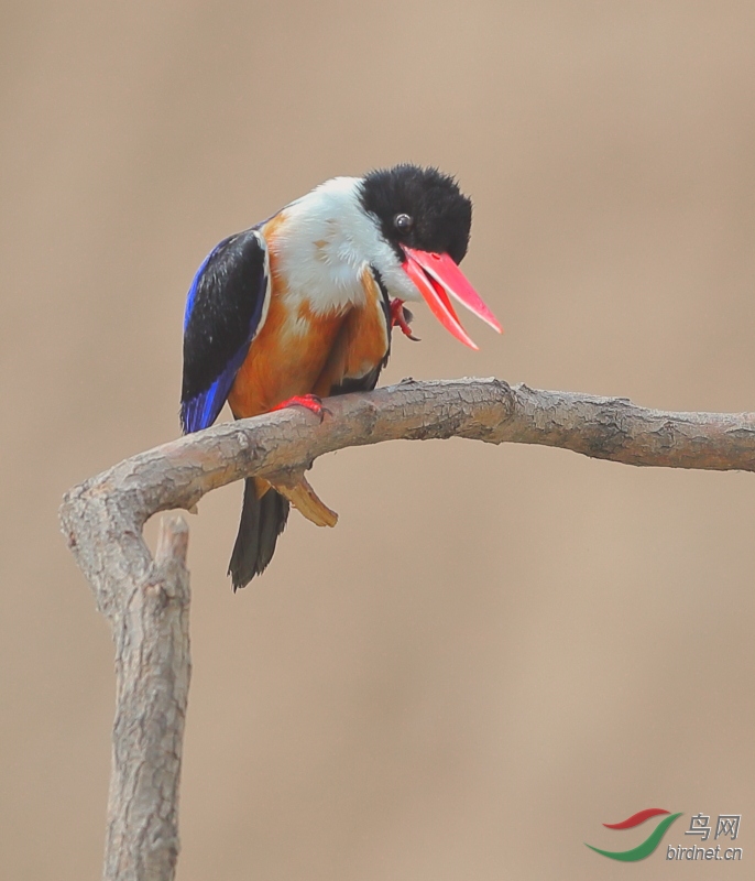 _97I6747���� �����-0.JPG