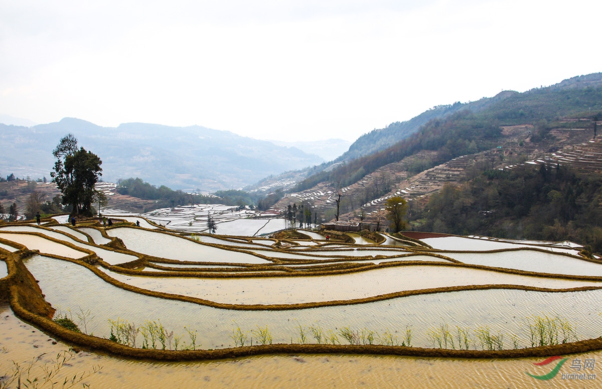 云南红河哈尼梯田4.jpg