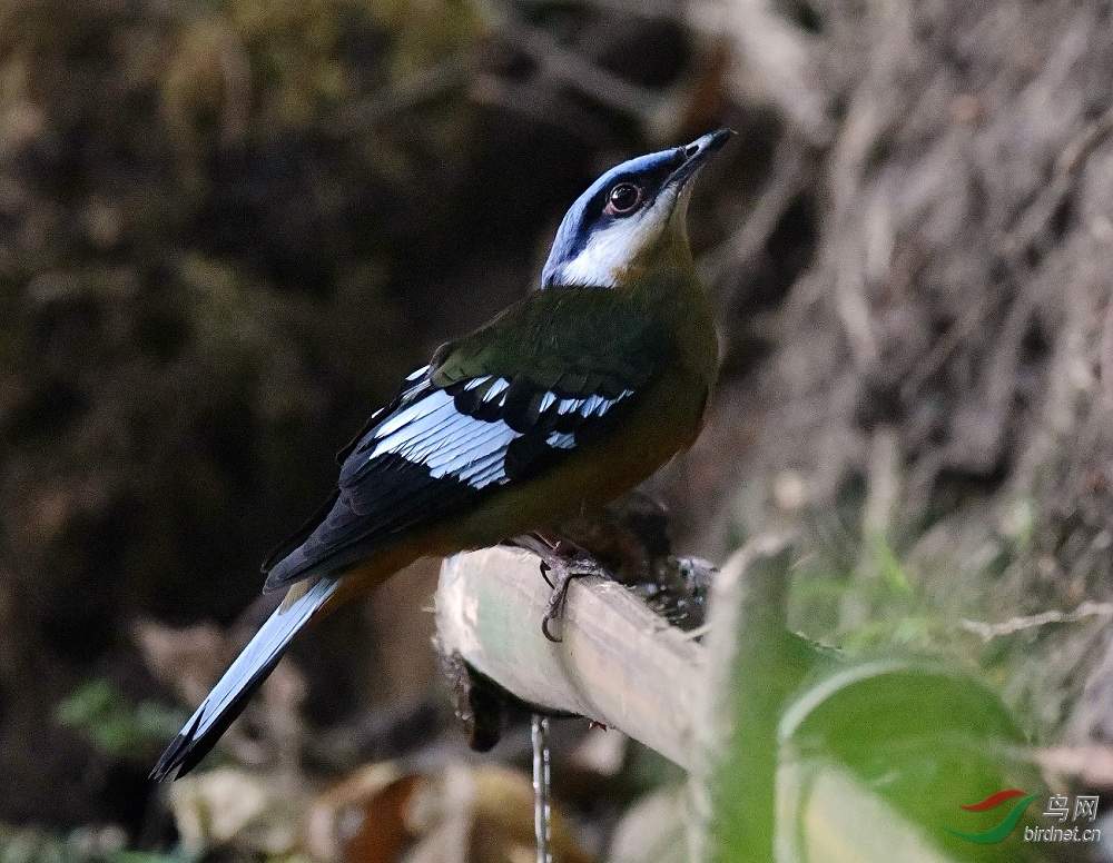 绿宽嘴鸫,亚成鸟.