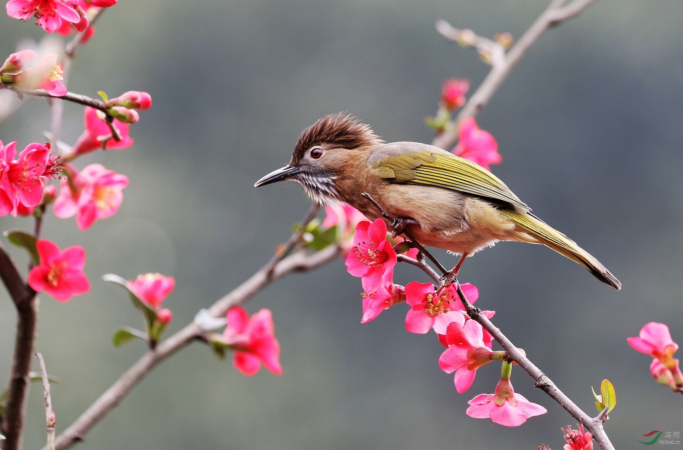 花间的绿翅短脚鹎